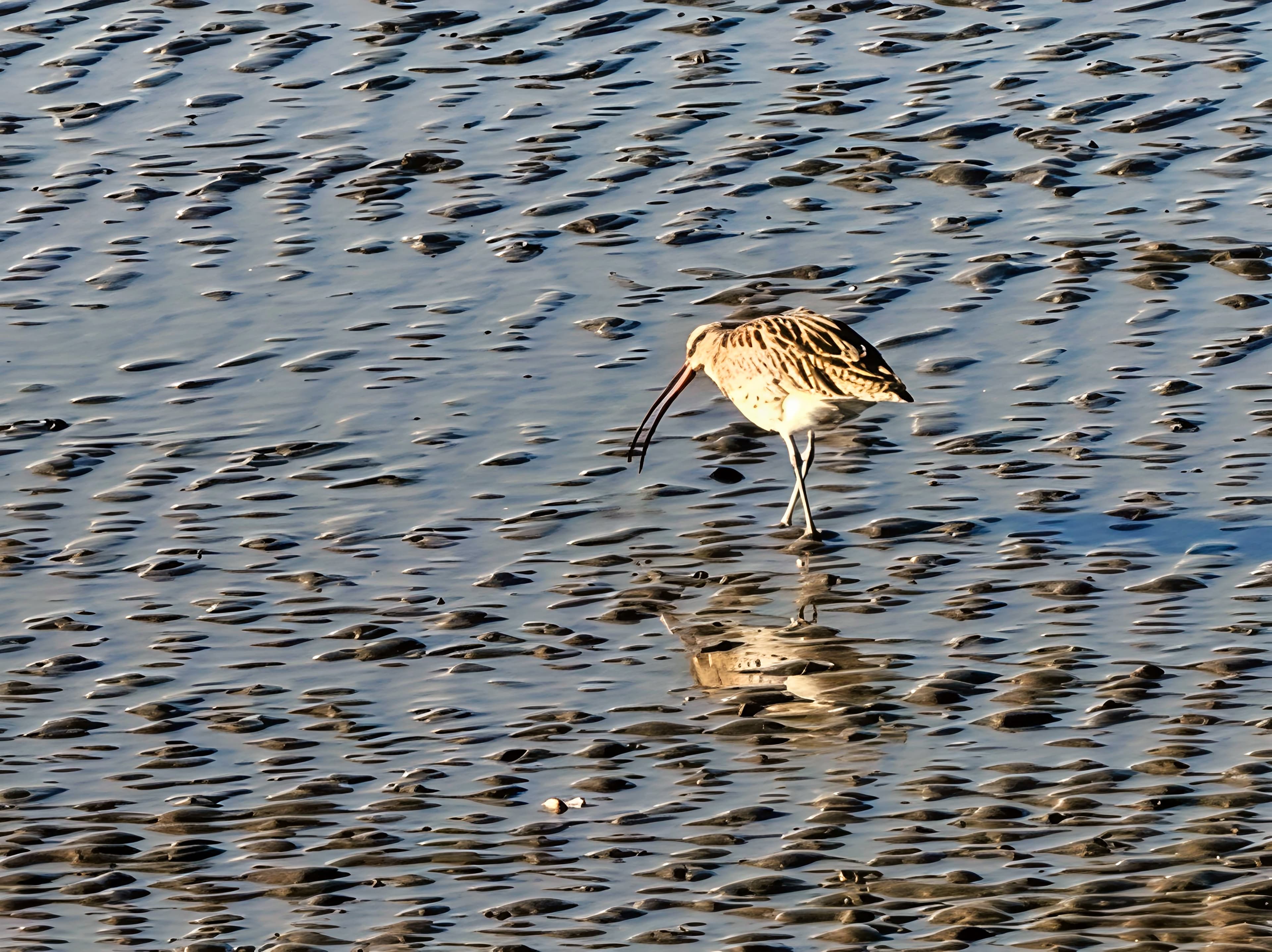 Eurasian Curley