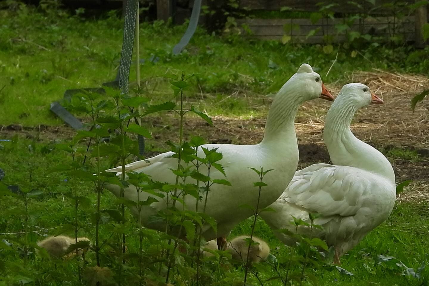 Animaux au jardin potager