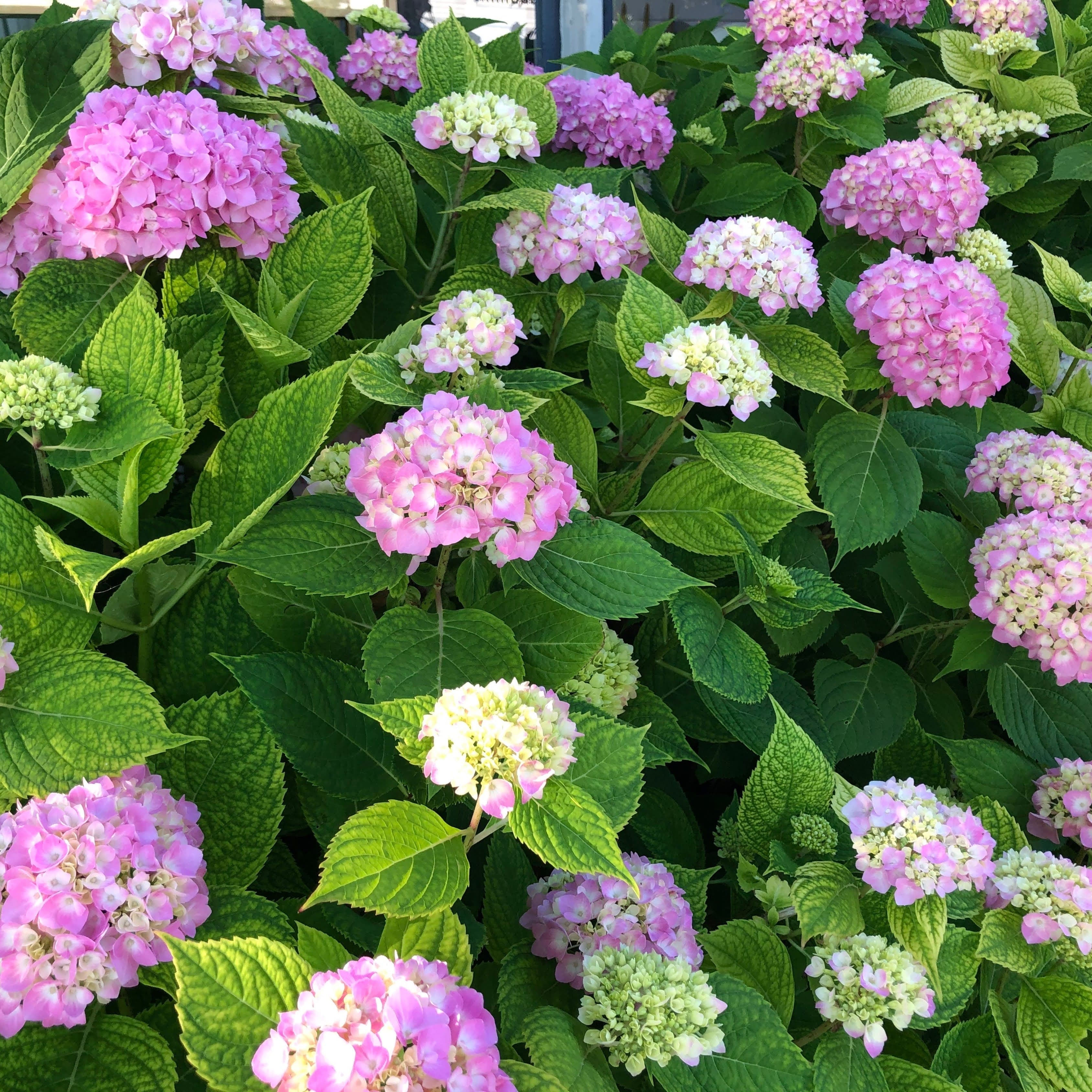 39 Hydrangeas