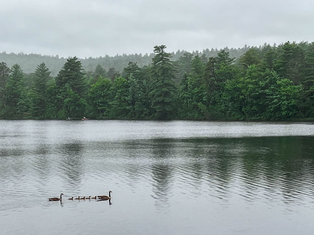 Our pond teems with wildlife—graceful loons, honking geese, majestic bald eagles, & elegant great blue herons. Perfect for bird watchers, nature lovers can enjoy close-up views, peaceful observation, & unforgettable moments amid vibrant waters.