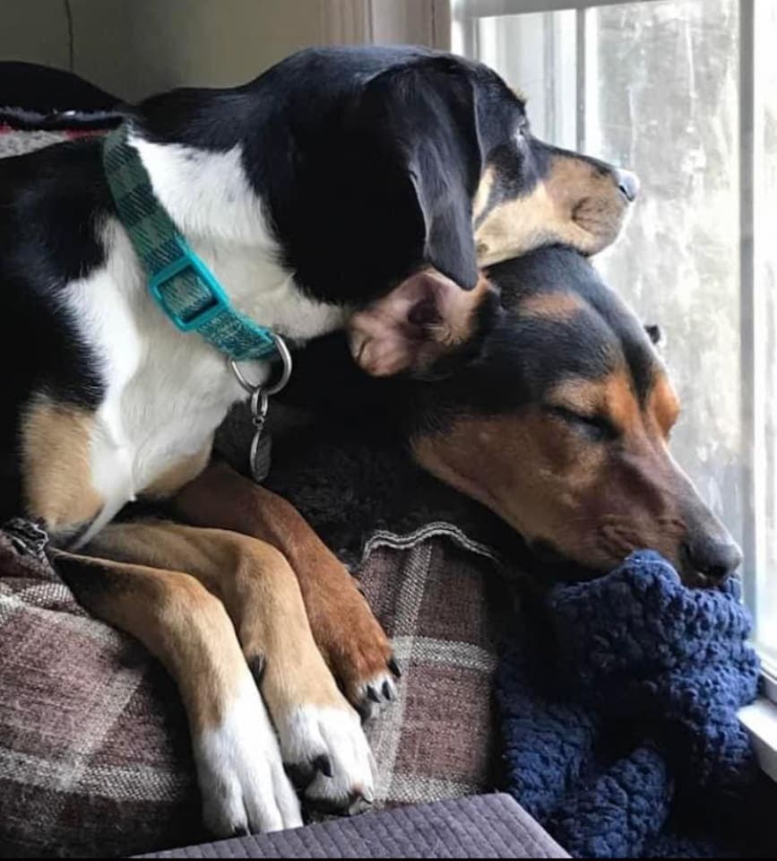 Fur-babies Welcome!