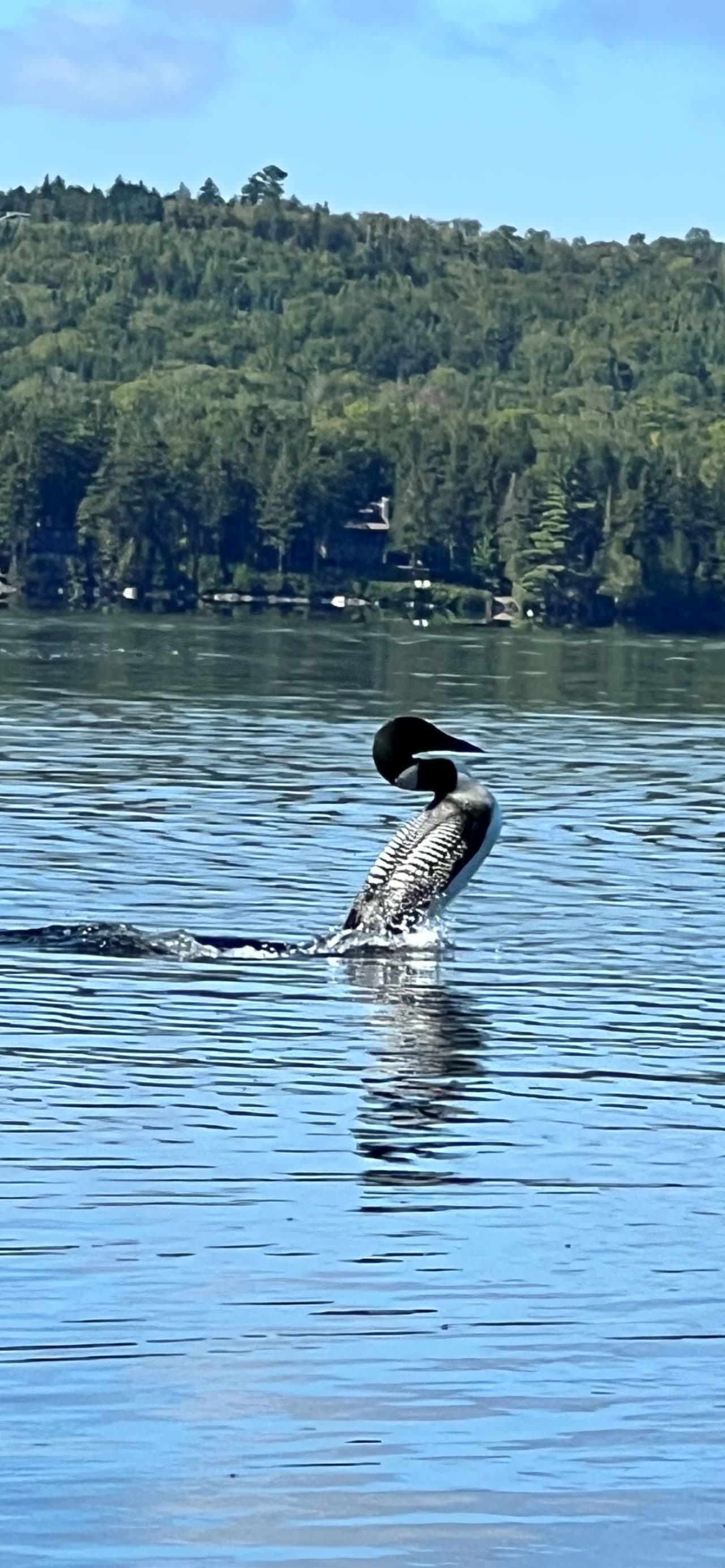 Loon at Loon.png