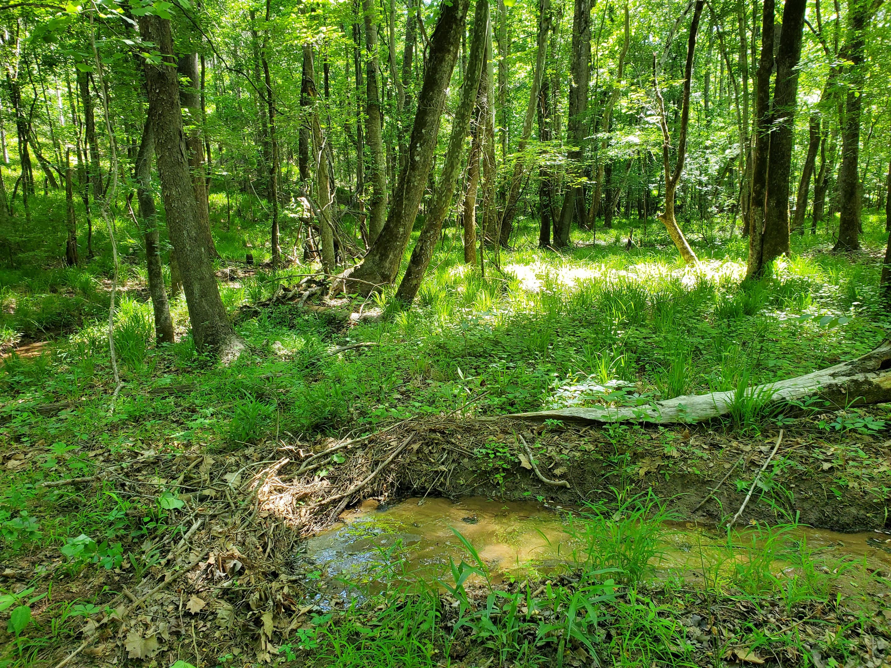 Creek bed path