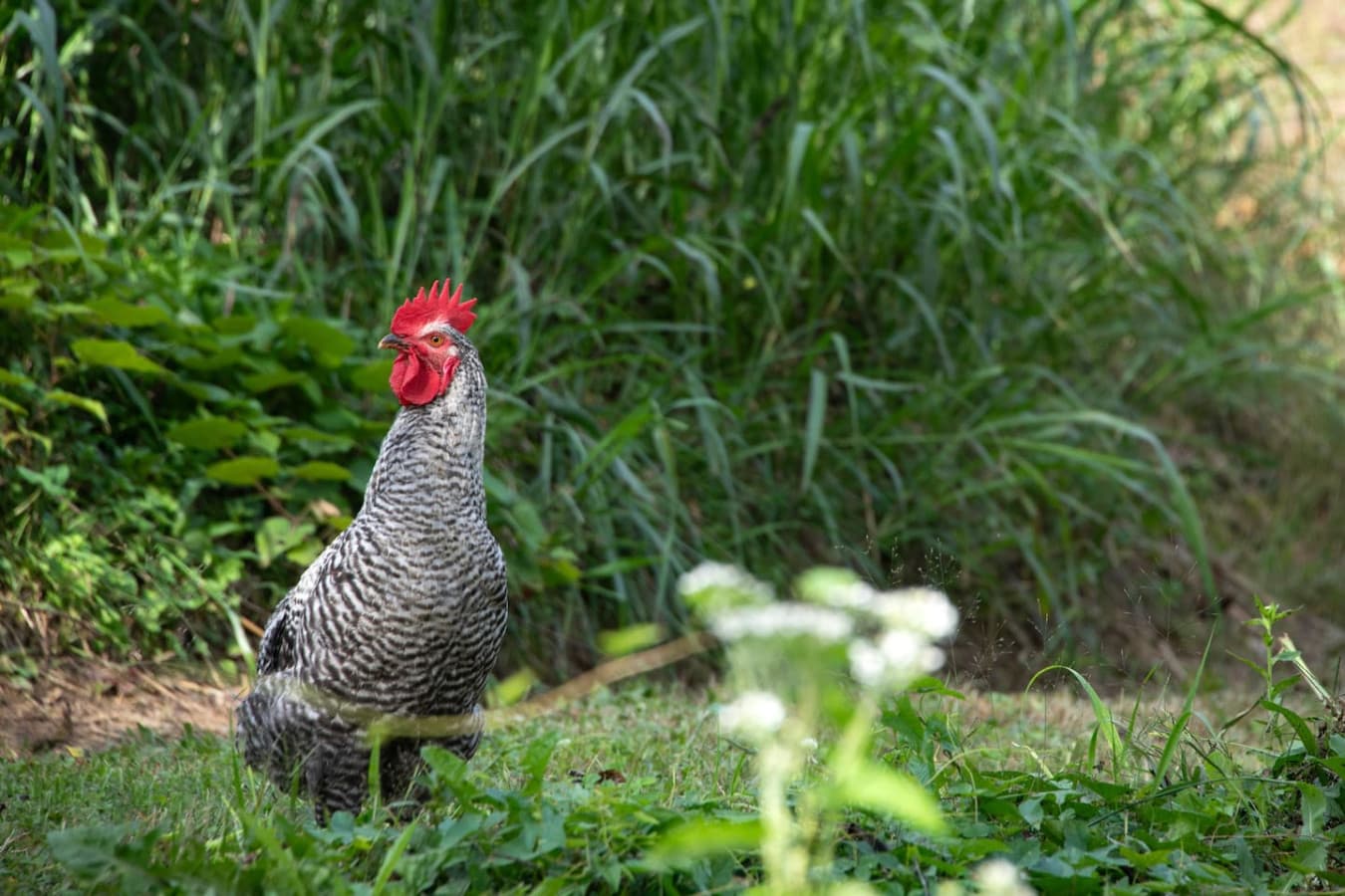 Friendly Neighbors: Meet our resident farm animals, always happy to greet our guests.
