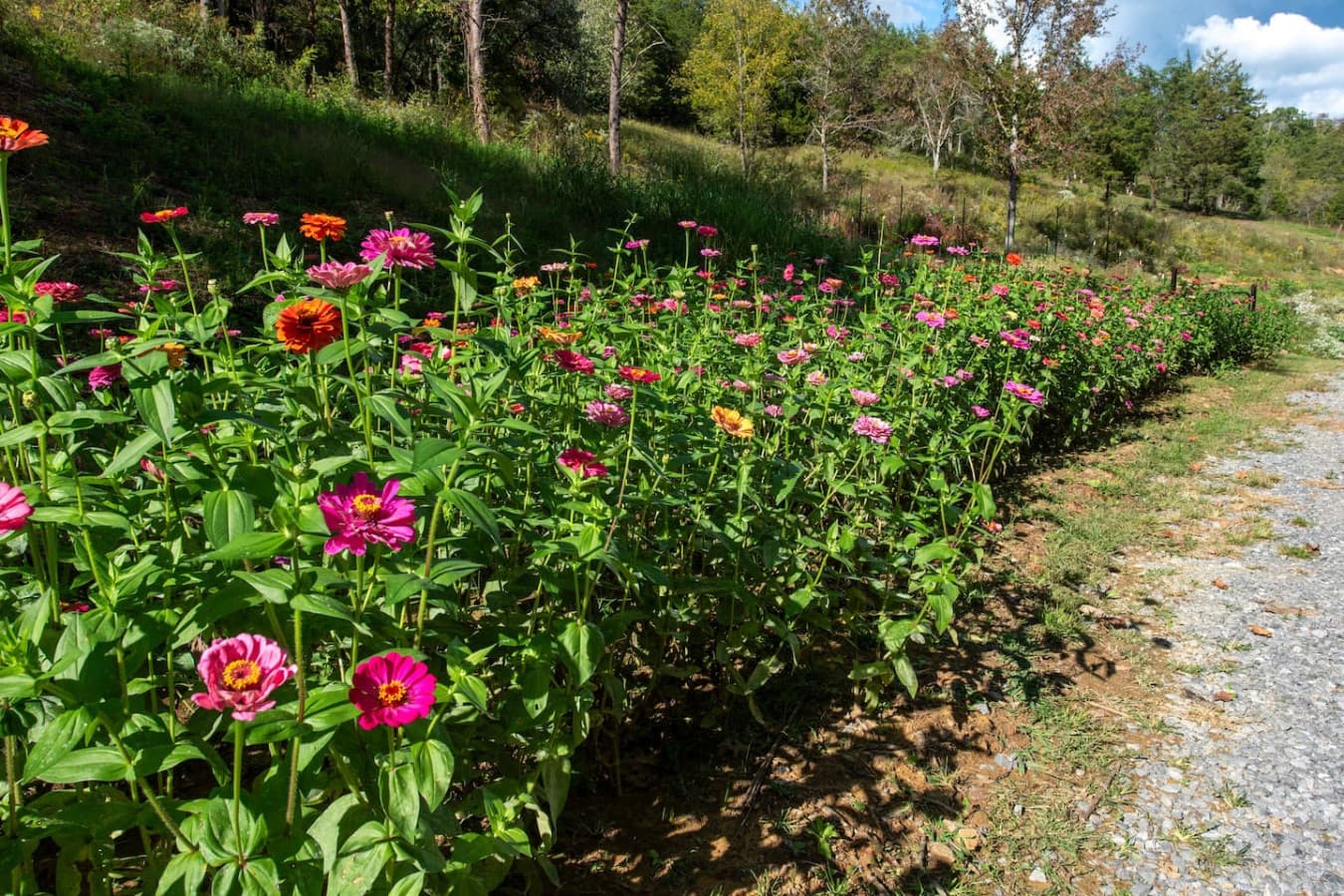 Rows and rows of wonderful flowers (seasonally)
