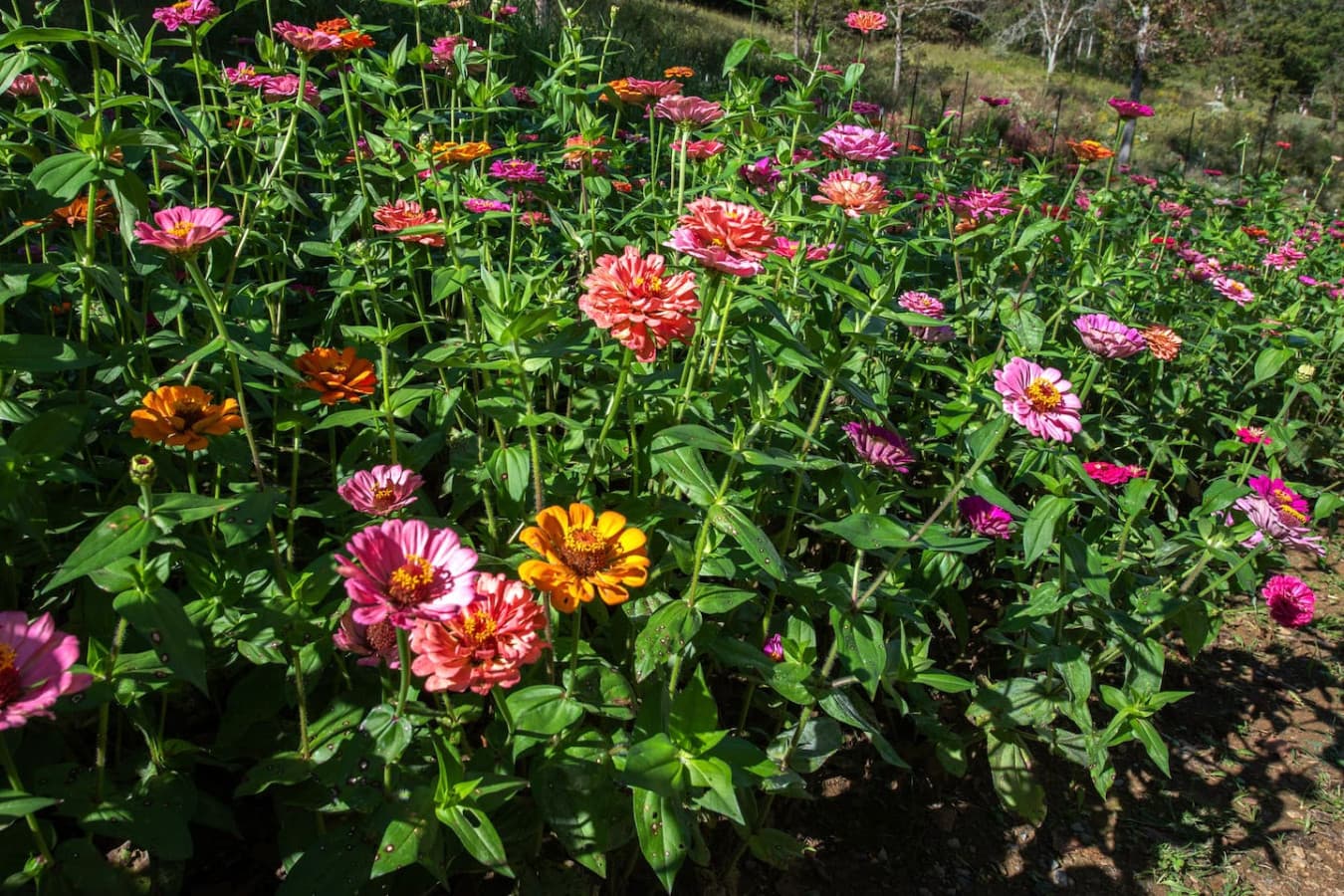 Enjoy the beautiful flowers (seasonally) on property