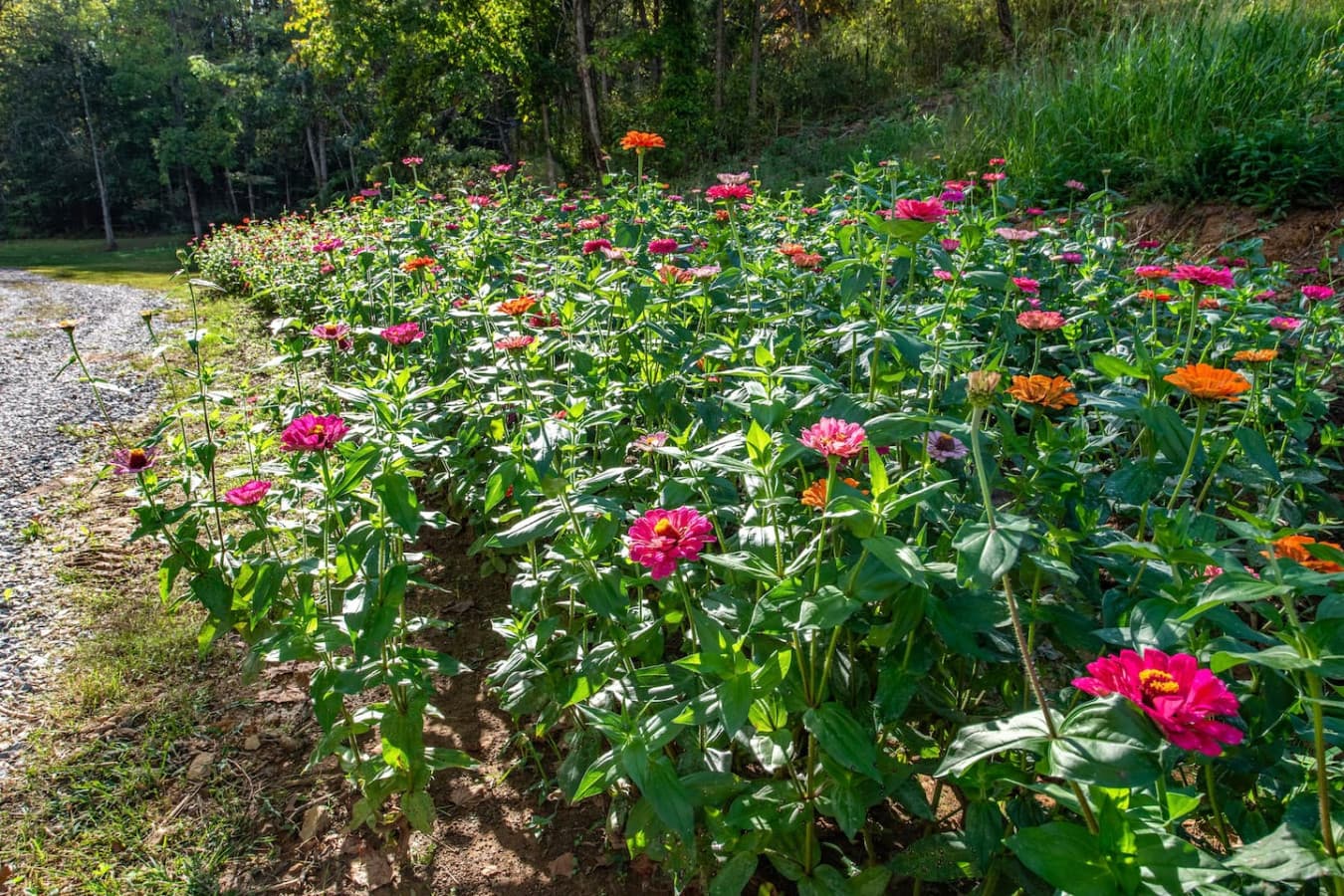 Take a stroll on our trails and see our vibrant flowers (seasonally) and all the beautiful colors.