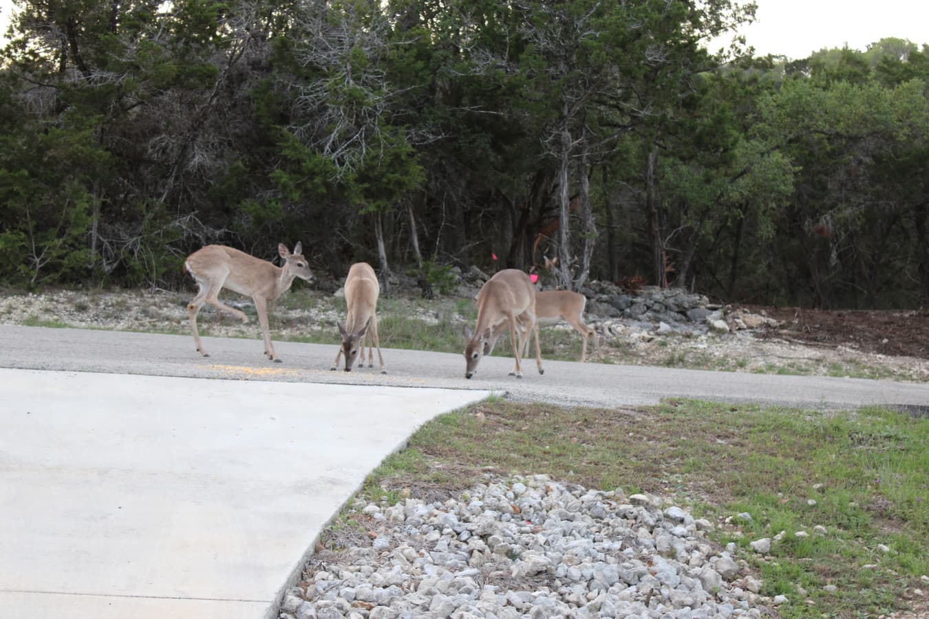 Deer.JPG