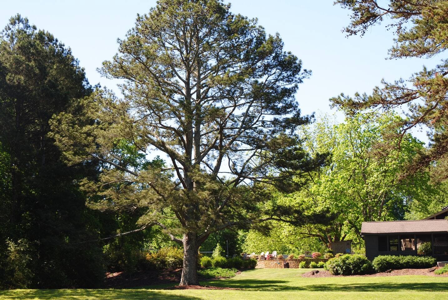 The biggest Pine Tree you'll ever see, & 5 acres of open space!