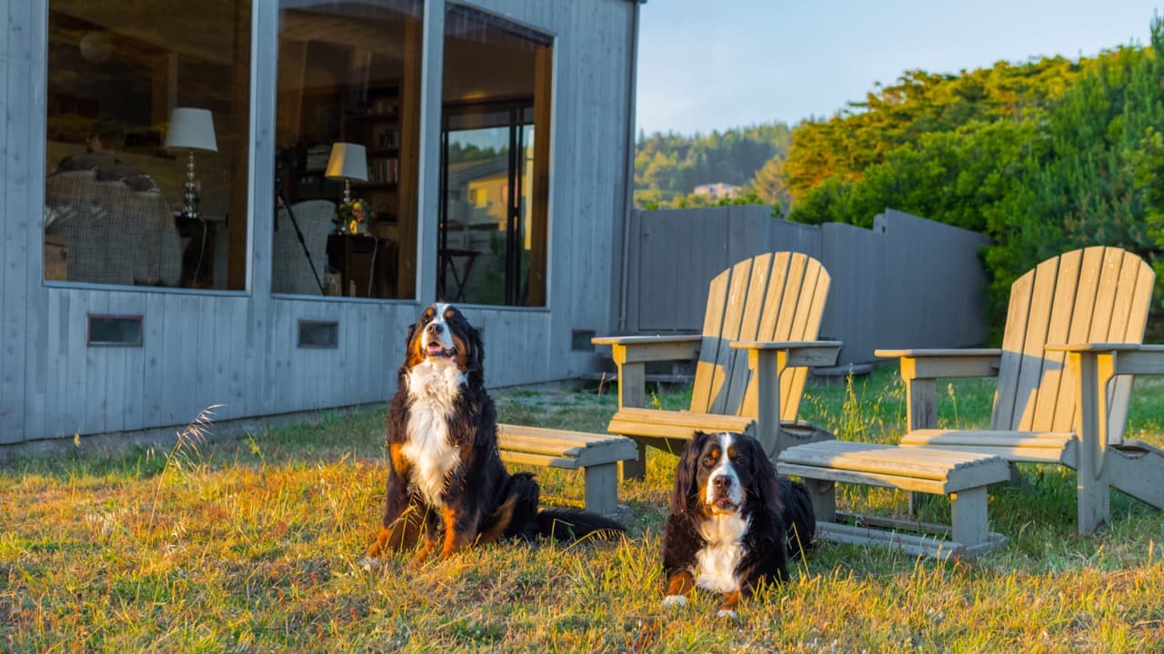"We loved that this place was dog friendly, we could take our dogs for a walk by the ocean on the trails, and that there was a dog park only a few minutes away!" 
NOTE: Pet fees of $80/per dog up to 2 dogs will be charged.