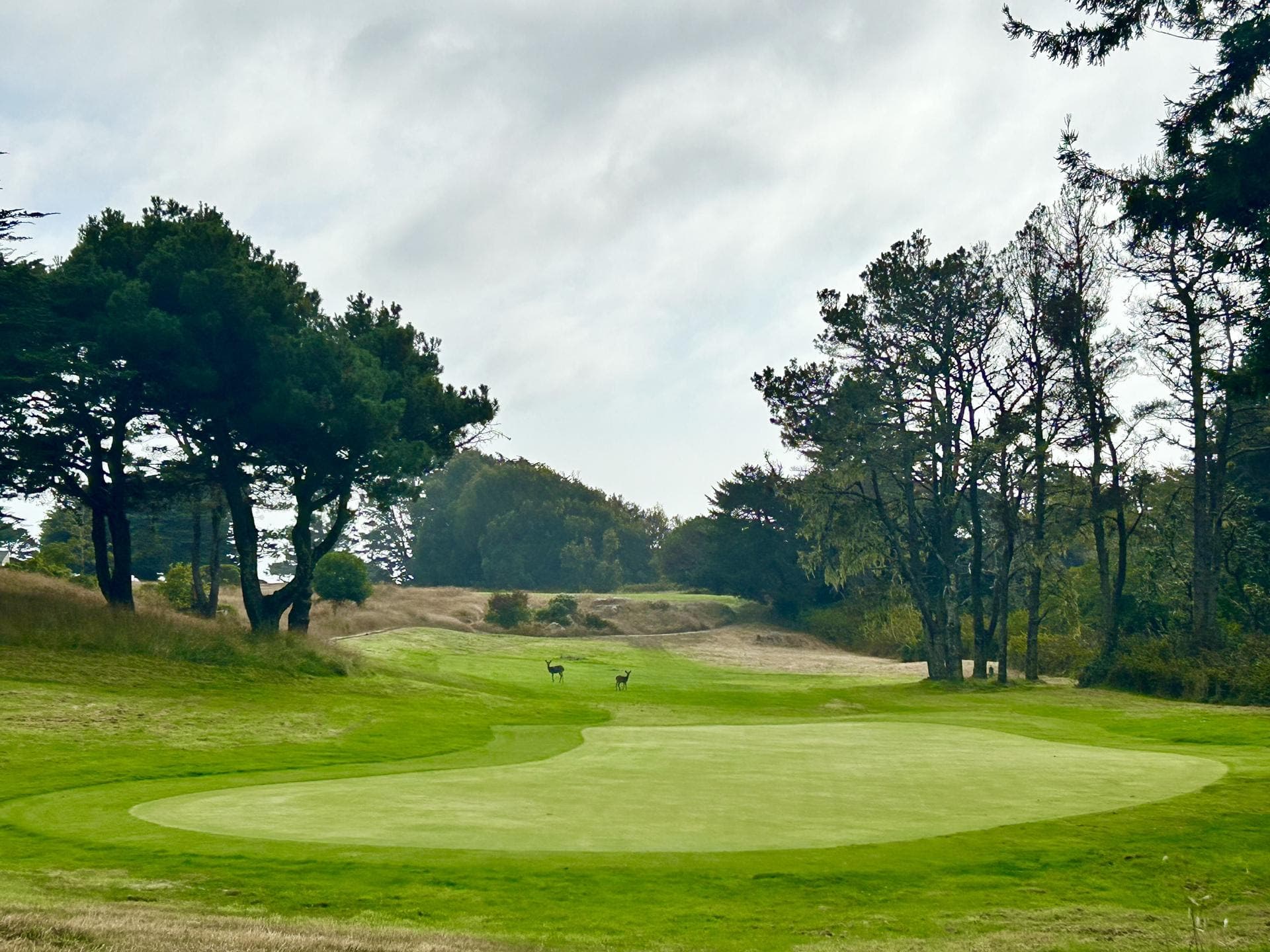 Golfers staying at Sea Ranch Abalone Bay are treated as Sea Ranch Golf Links Club Members from the moment they arrive (passes required). his includes:
- 20% off all green fees, weekend and, twilight
- Member golf cart rates
- Priority Tee Times with member