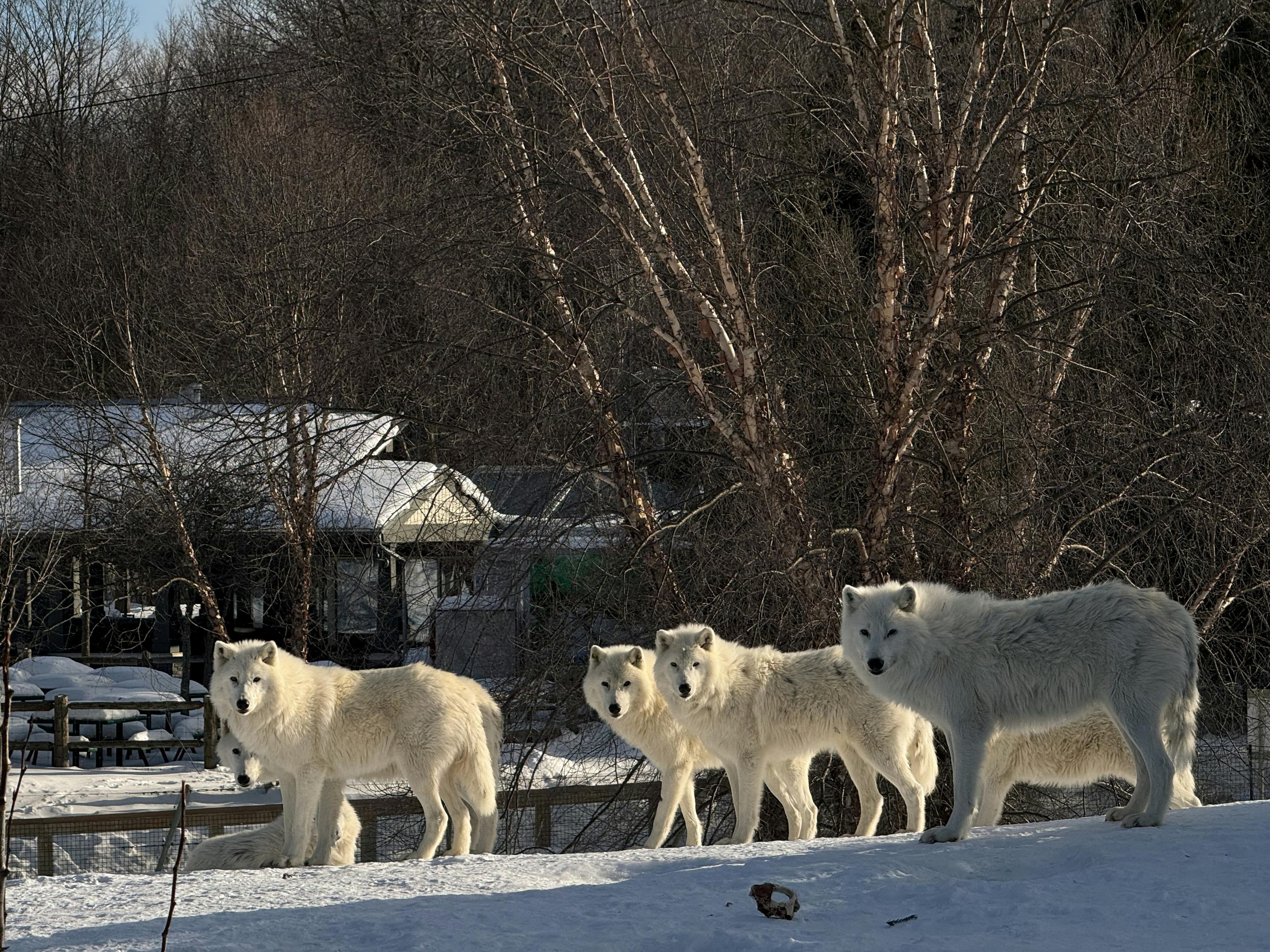 [Tourtistic attraction] Parc Omega in summer