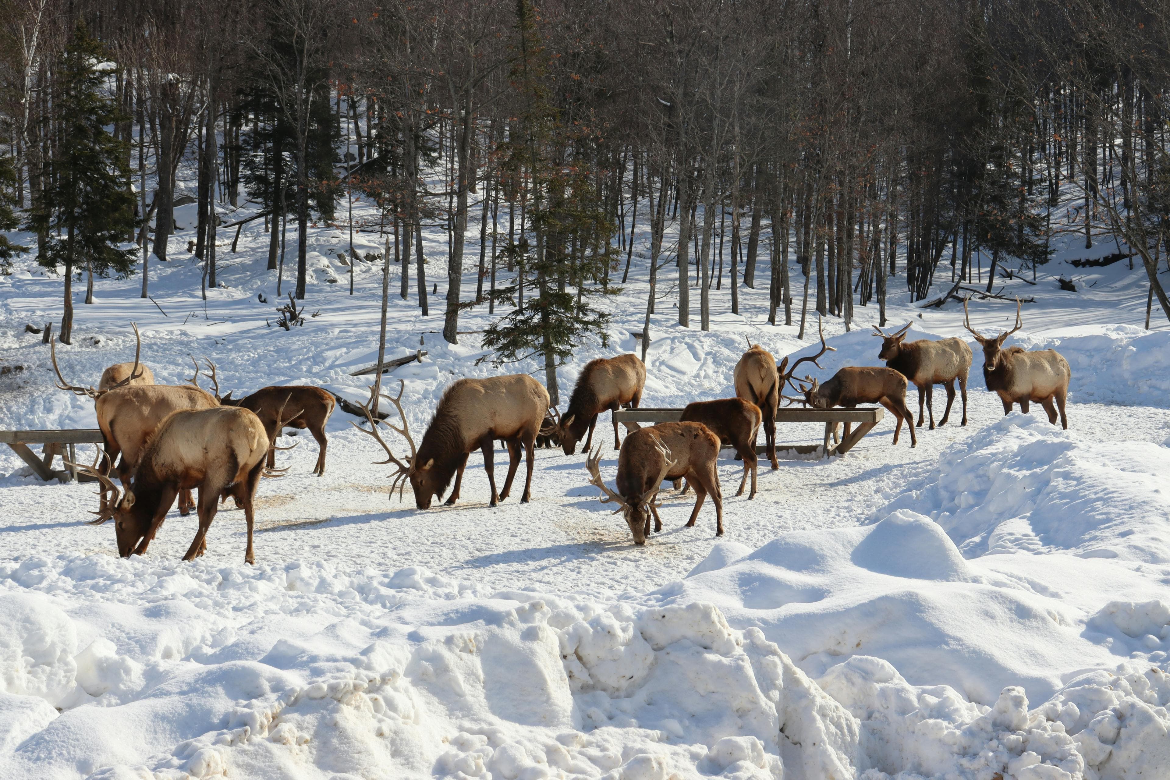 [Tourtistic attraction] Parc Omega in summer