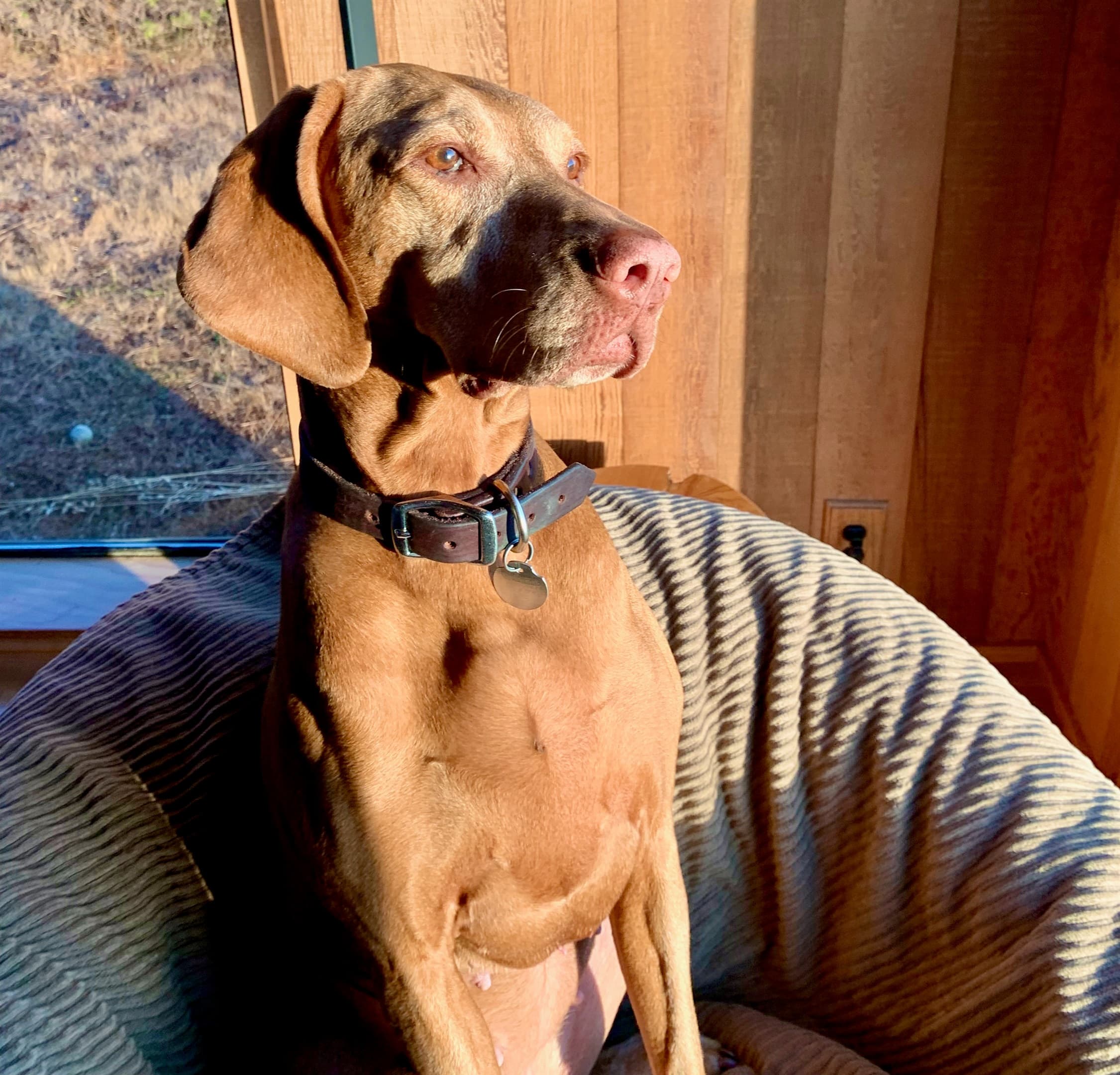 Up to 2 dogs accepted with payment of fees at $80/dog. Dog amenities: blankets for furniture, food bowls, leashes, poop bags & scoop, dog towels. Dogs must be on leash when on trails and beaches.