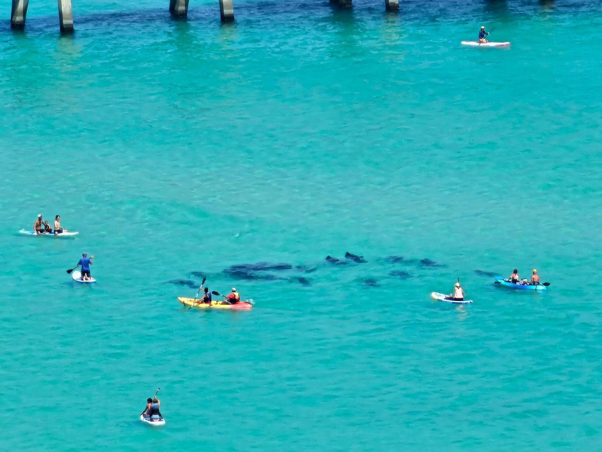 Paddle Boards with Manatees