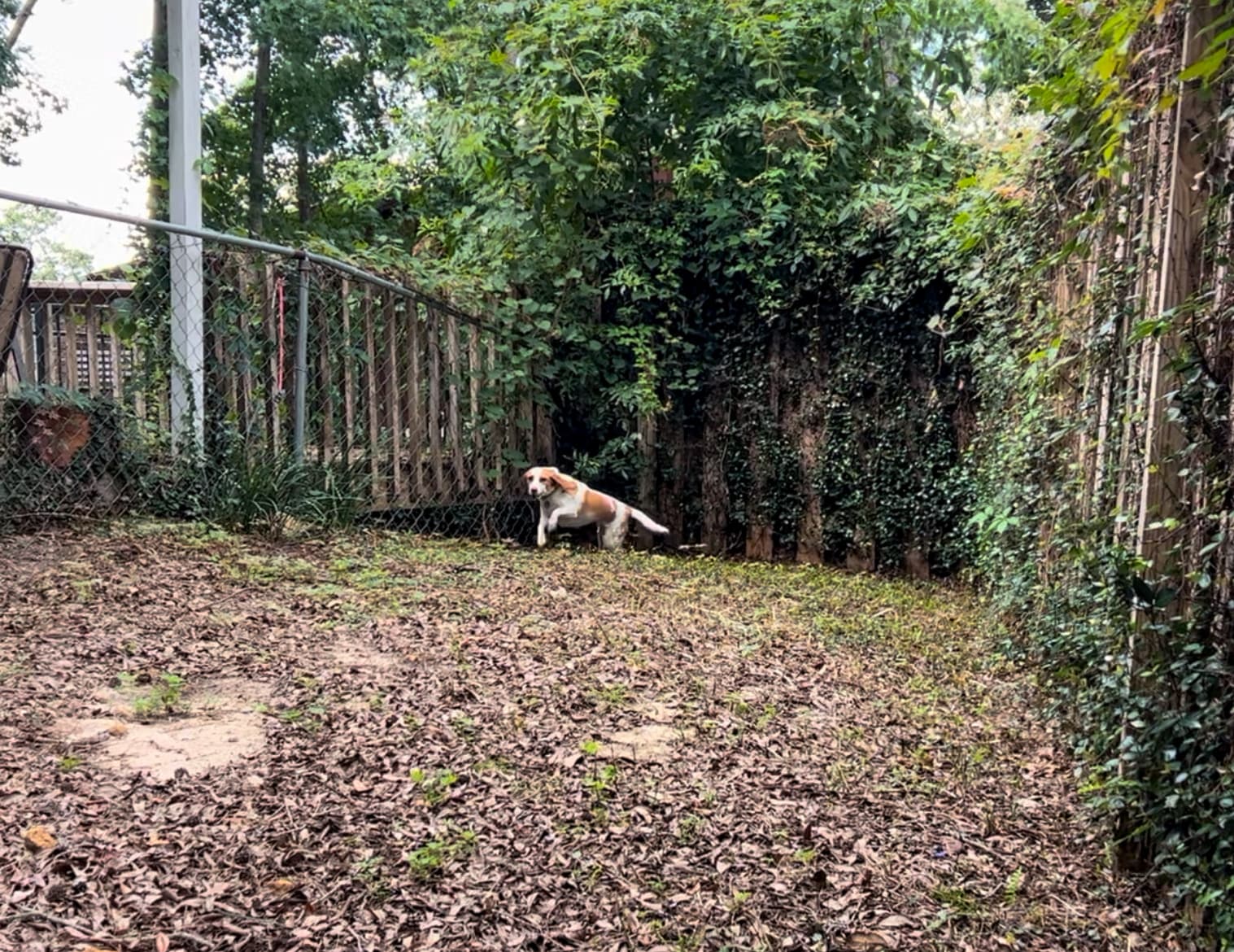 Enclosed Backyard