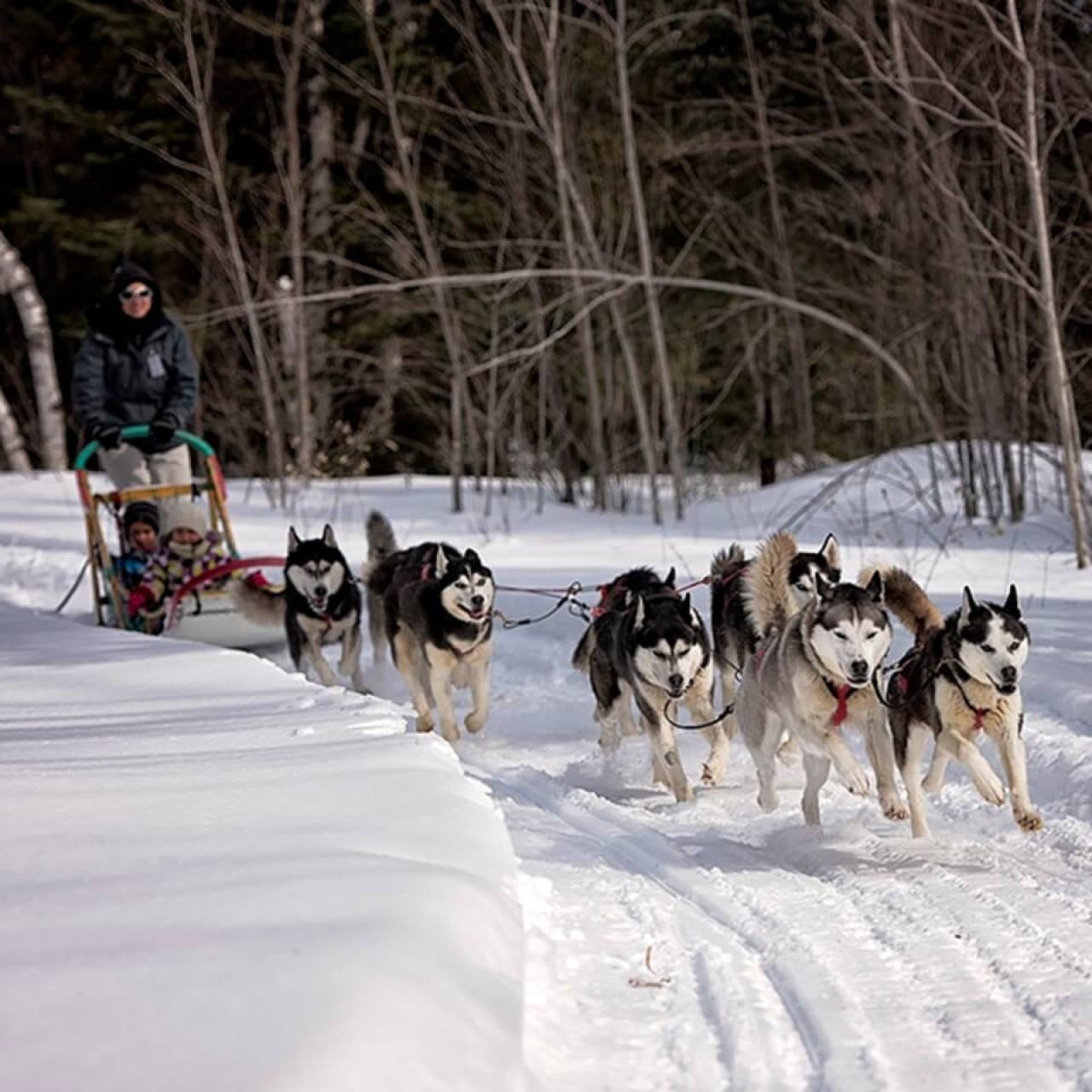 Want to plan a Dog Sledding outing or other winter activities? Send us a message!