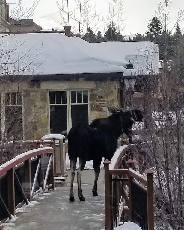 Moose right outside the Resort