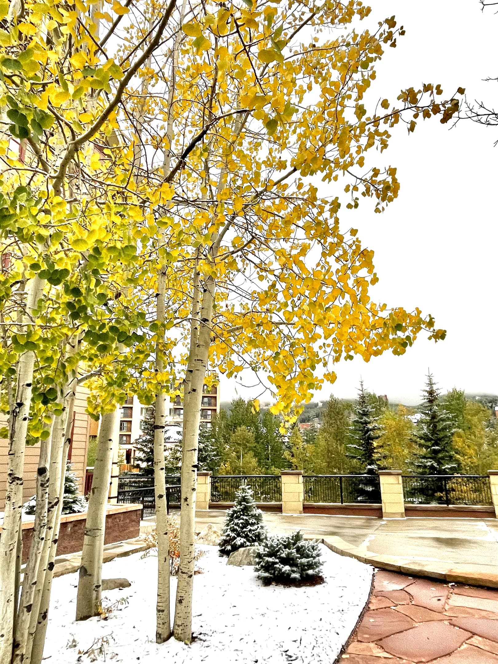 First Snow in Fall