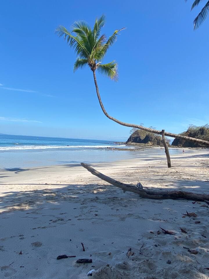 This palm tree, known for its peculiar and beautiful growth, has become a signature natural landmark of Playa Blanca.