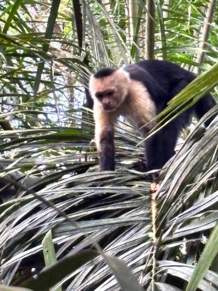 White-faced Capuchin Monkeys make their home behind the condo building. You can often see them moving toward the beach in the mornings in search of food, and returning to the forest in the afternoons.