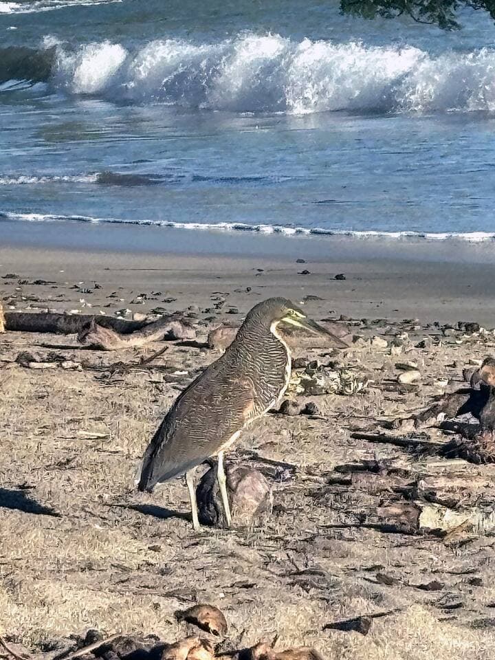 These herons are native to the Pacific coast, including the area around Punta Leona, Playa Mantas, and Jacó