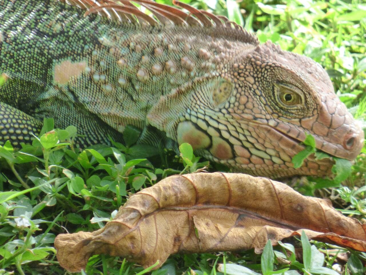 Iguanas are another common neighbor in Playa Blanca and Playa Mantas — you’ll often see them sunbathing near the paths or resting in the trees.