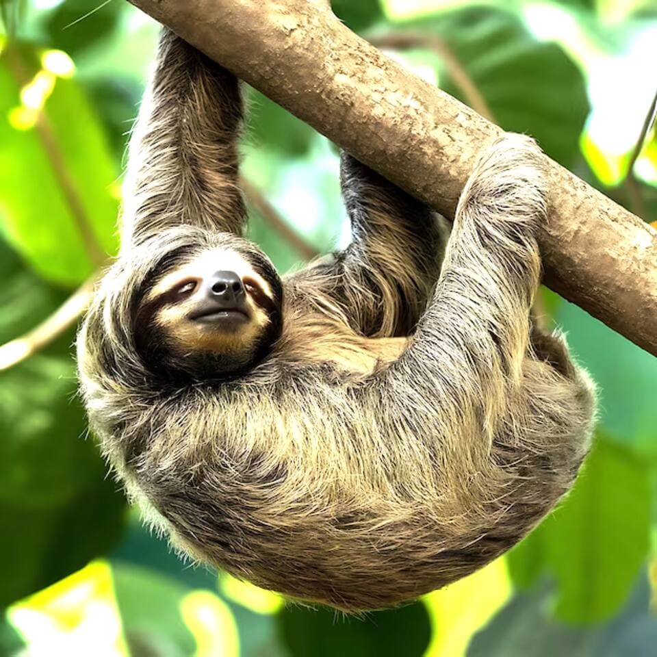 Local sloth