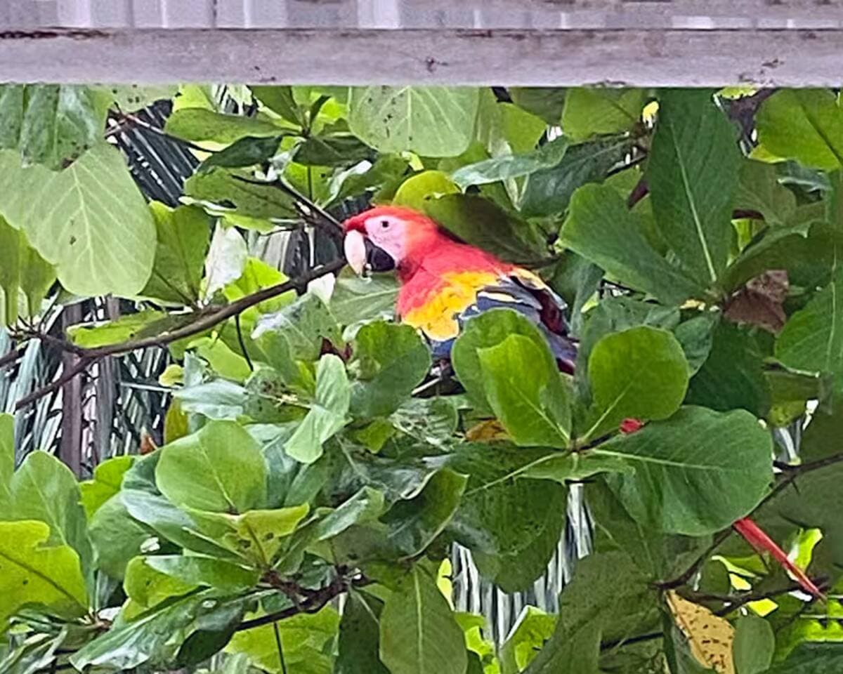Scarlet Macaws, a symbol of Costa Rica’s wildlife, are a protected species and have made a remarkable comeback in the forests around Punta Esmeralda. It’s very common to see them flying in pairs or groups—an unforgettable sight during your stay.