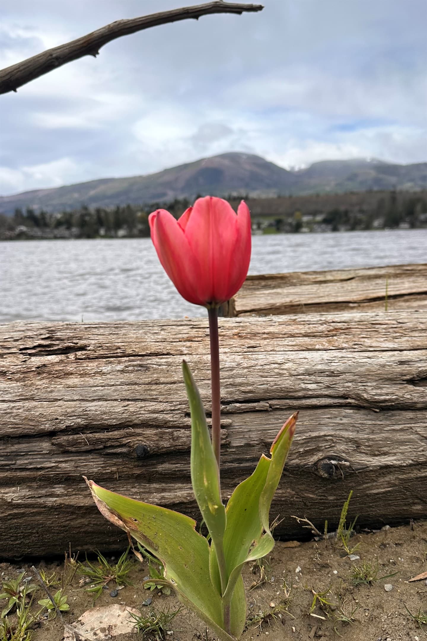 Lakeshore bloom