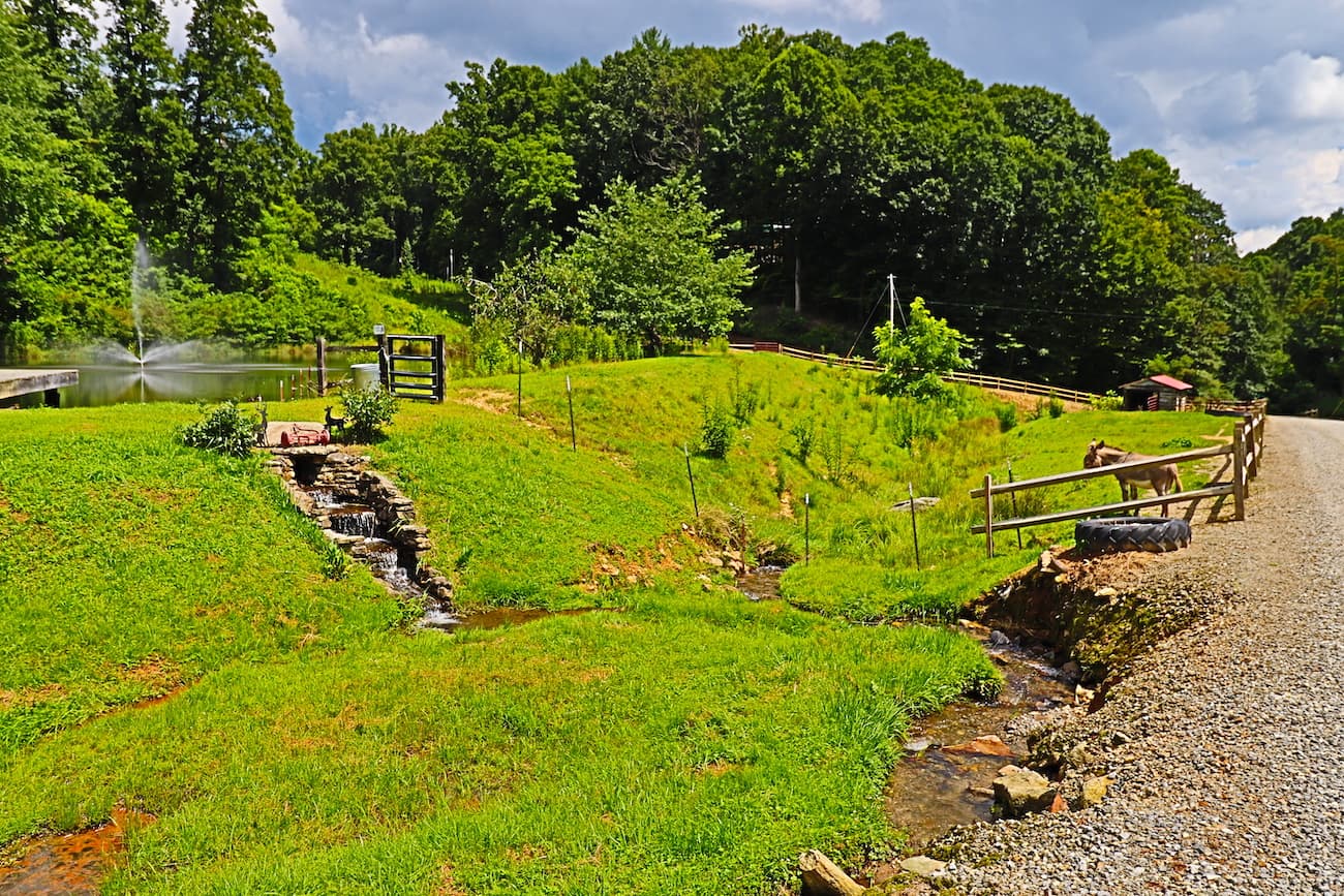 Fishing pond and George the donkey. 
