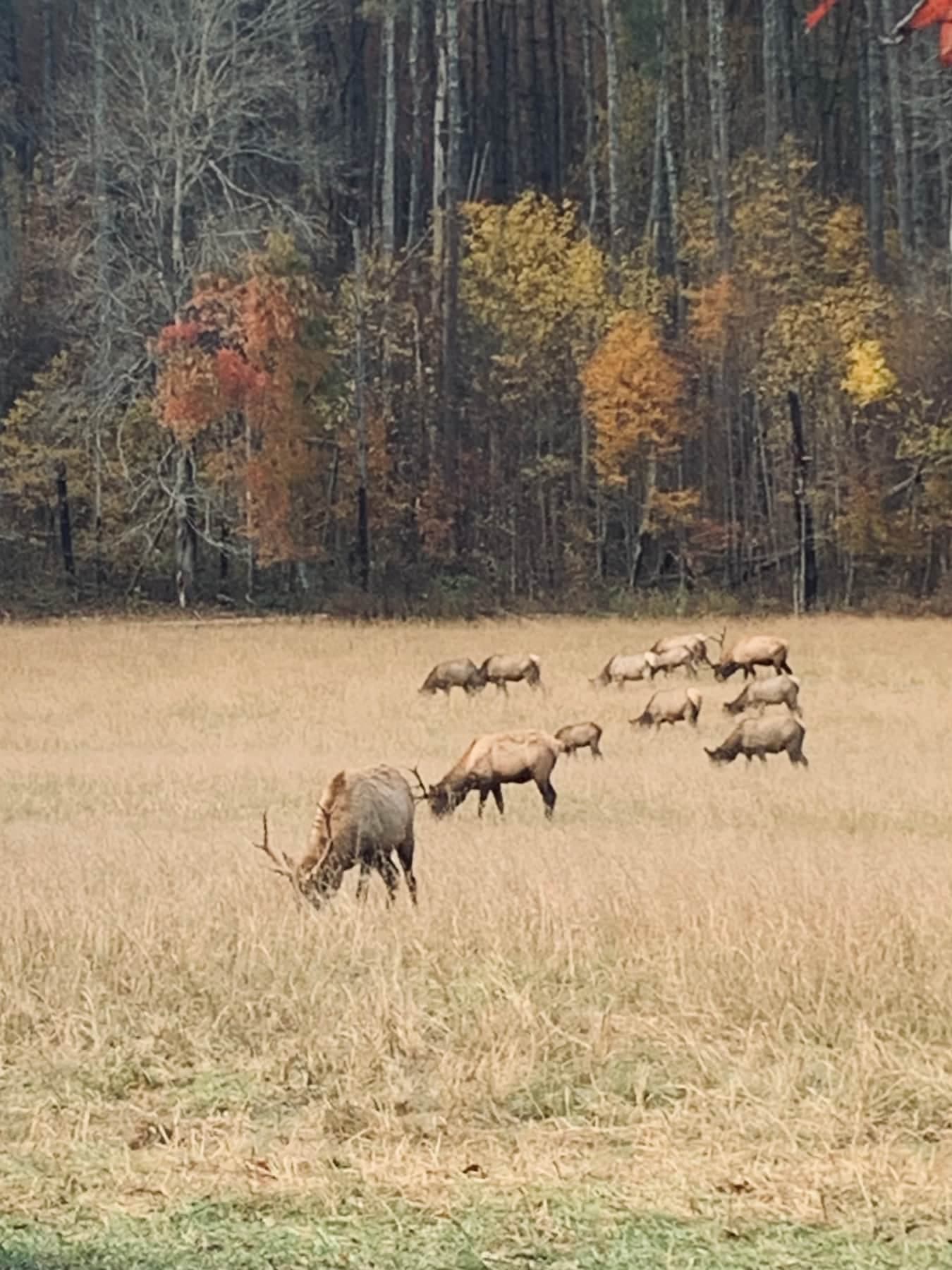 Elk in Cataloochee State Park
