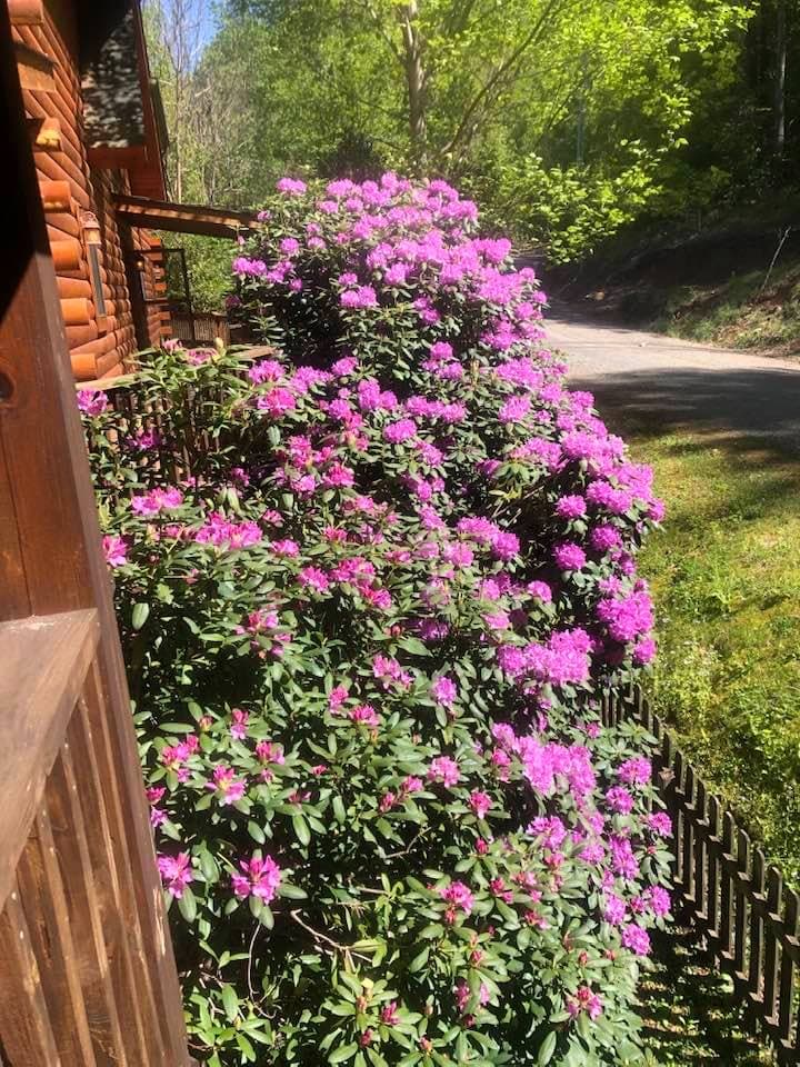 Rhododendrons blooming along the deck in spring. 