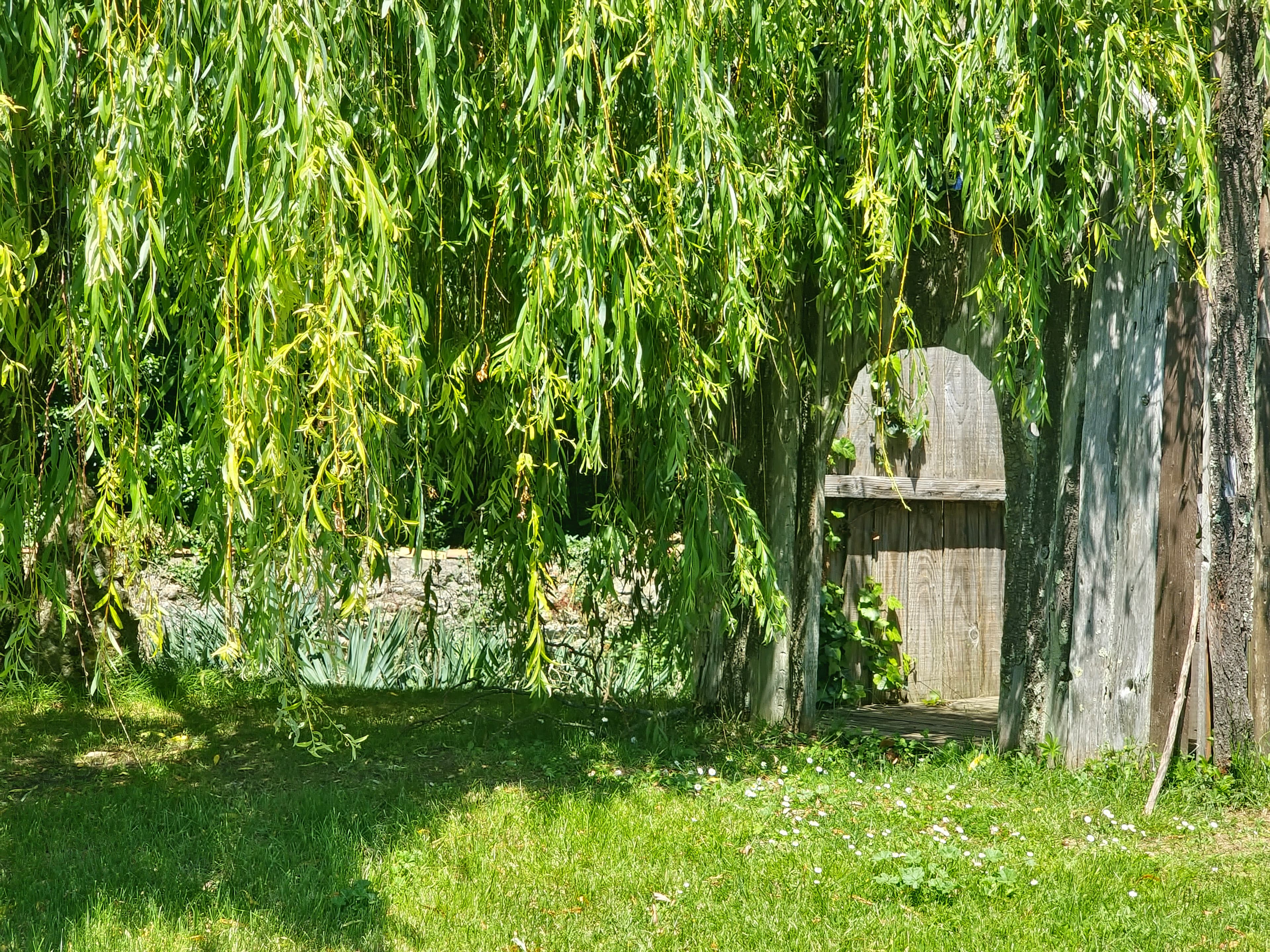 01 saule pleureur majestueux