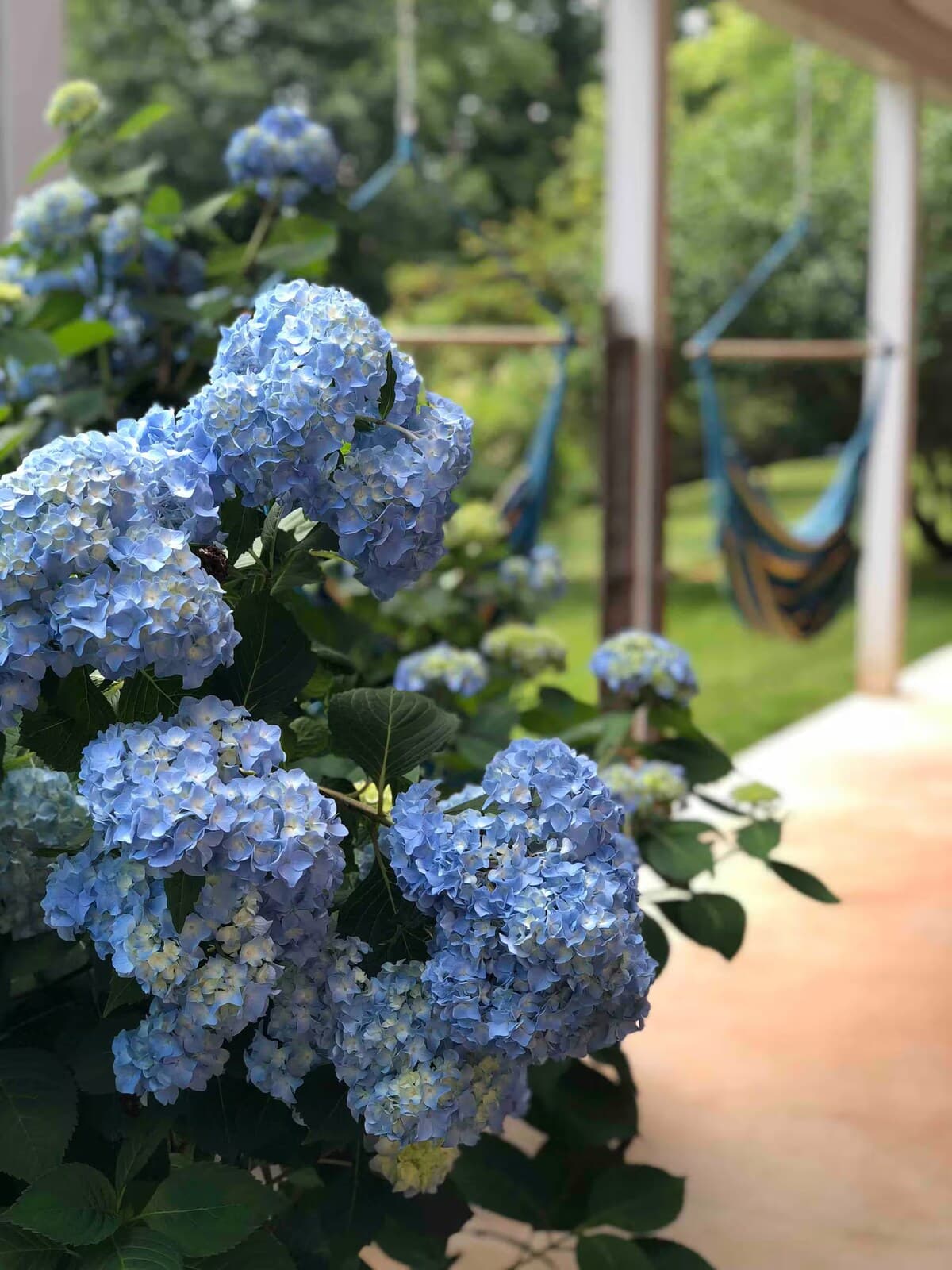Blooming blue hydrangeas beside the hammock porch — peak summer vibes.

blue hydrangeas, mature landscaping, summer blooms, hammock chairs, covered porch, garden views, instagrammable, Smith Mountain Lake rental.