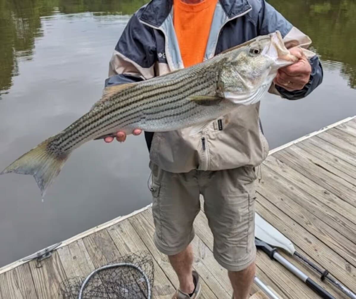 Trophy striped bass — deep, crystal-clear cove water = great fishing.

fishing, striped bass, striper fishing, deep crystal-clear water, dock fishing, Smith Mountain Lake fishing, trophy catch, private dock, swimming fishing boating.