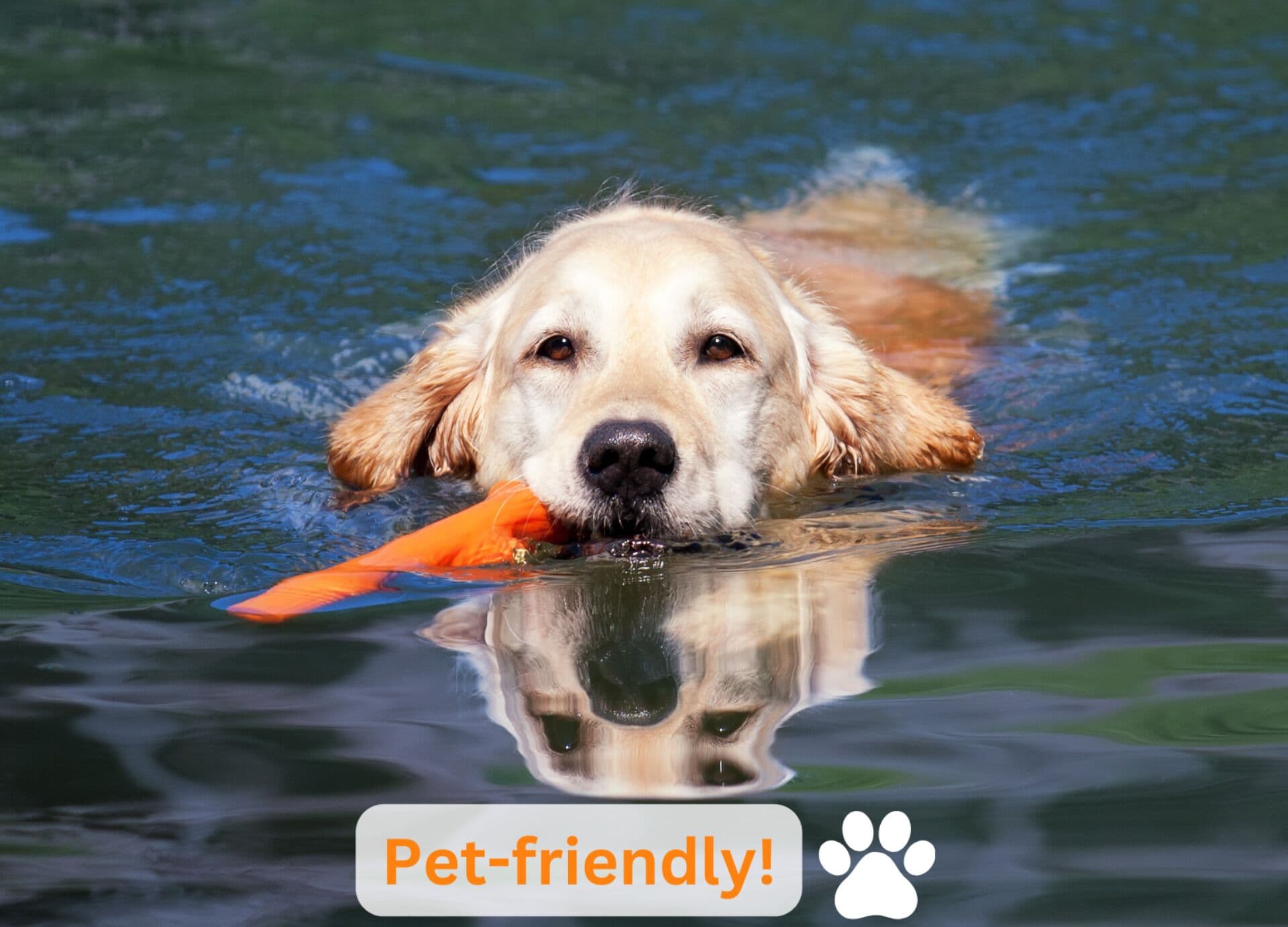 Pet friendly
