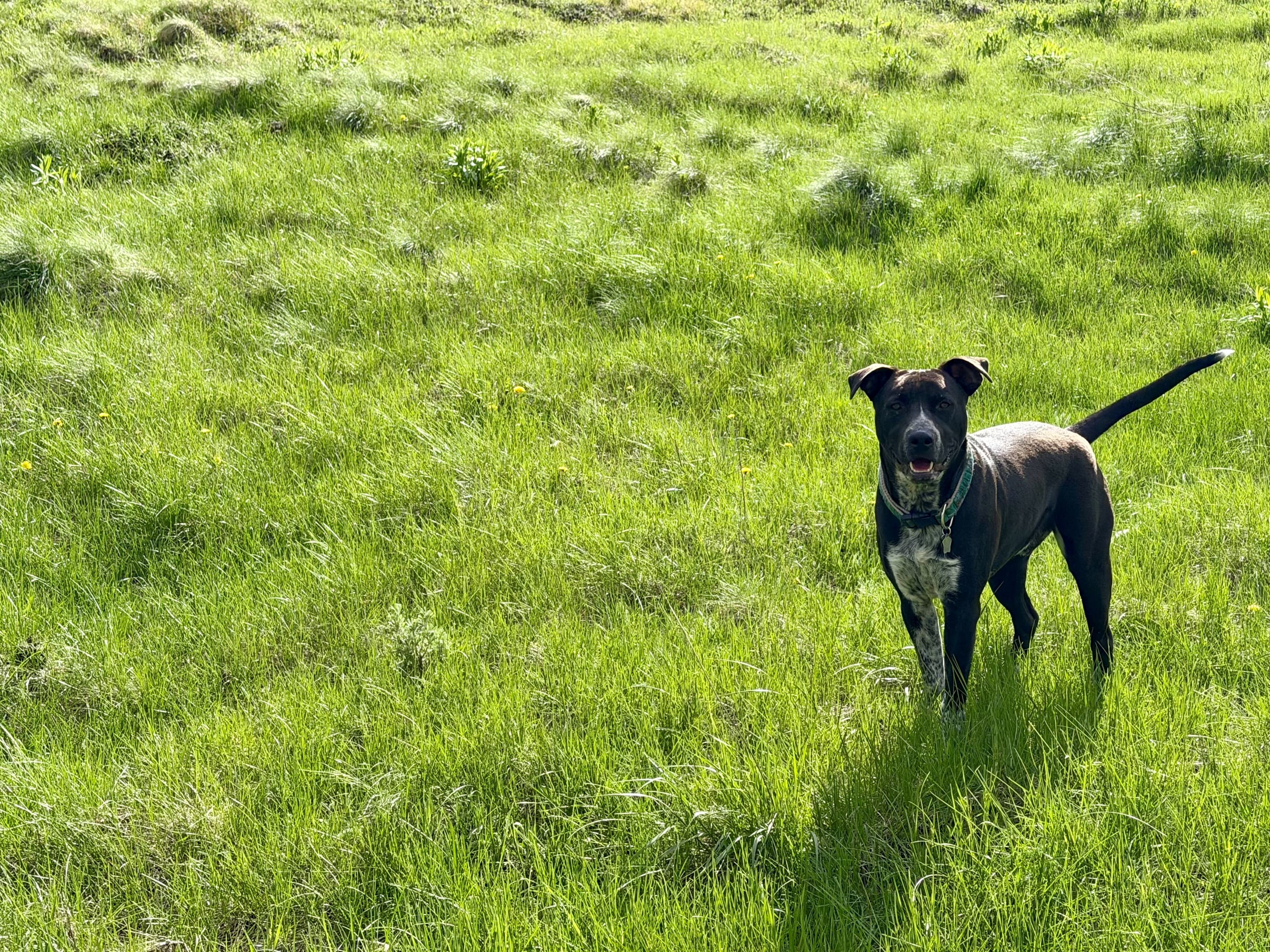 Dog Friendly! (Pet fee applies)