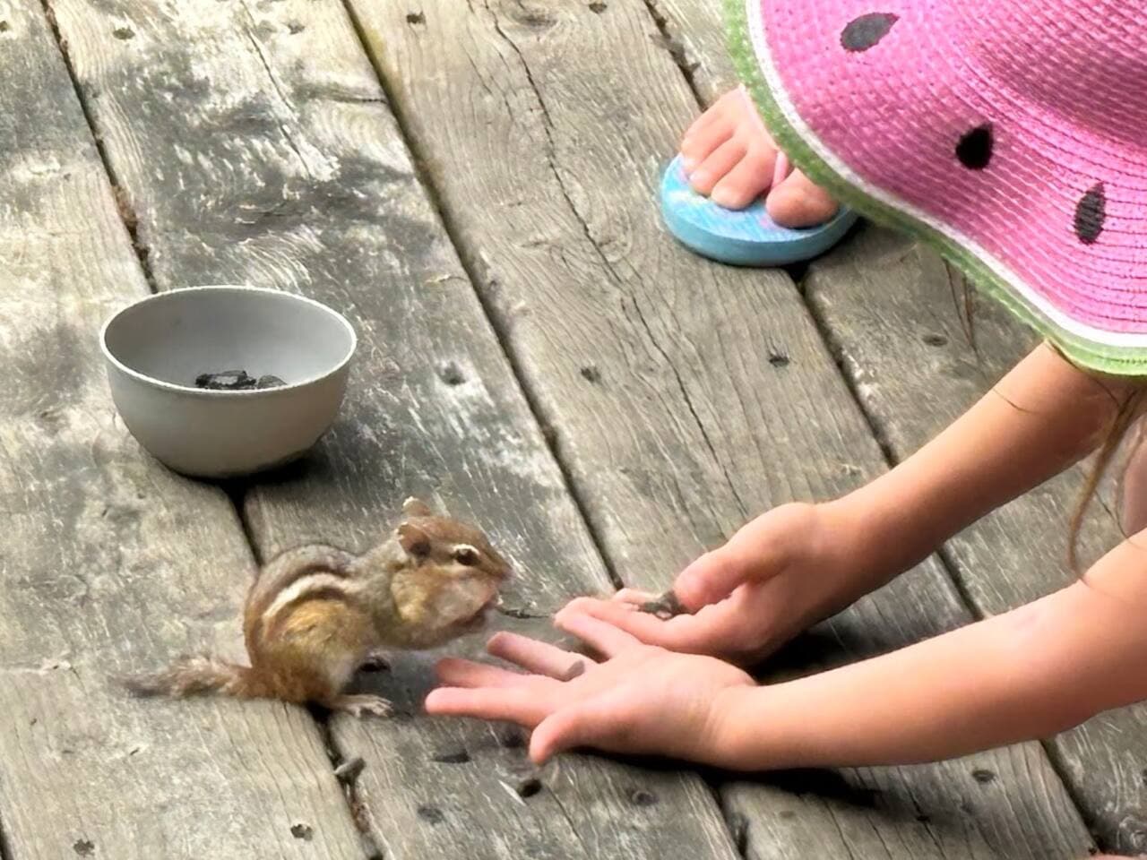 Animal friends are always around!