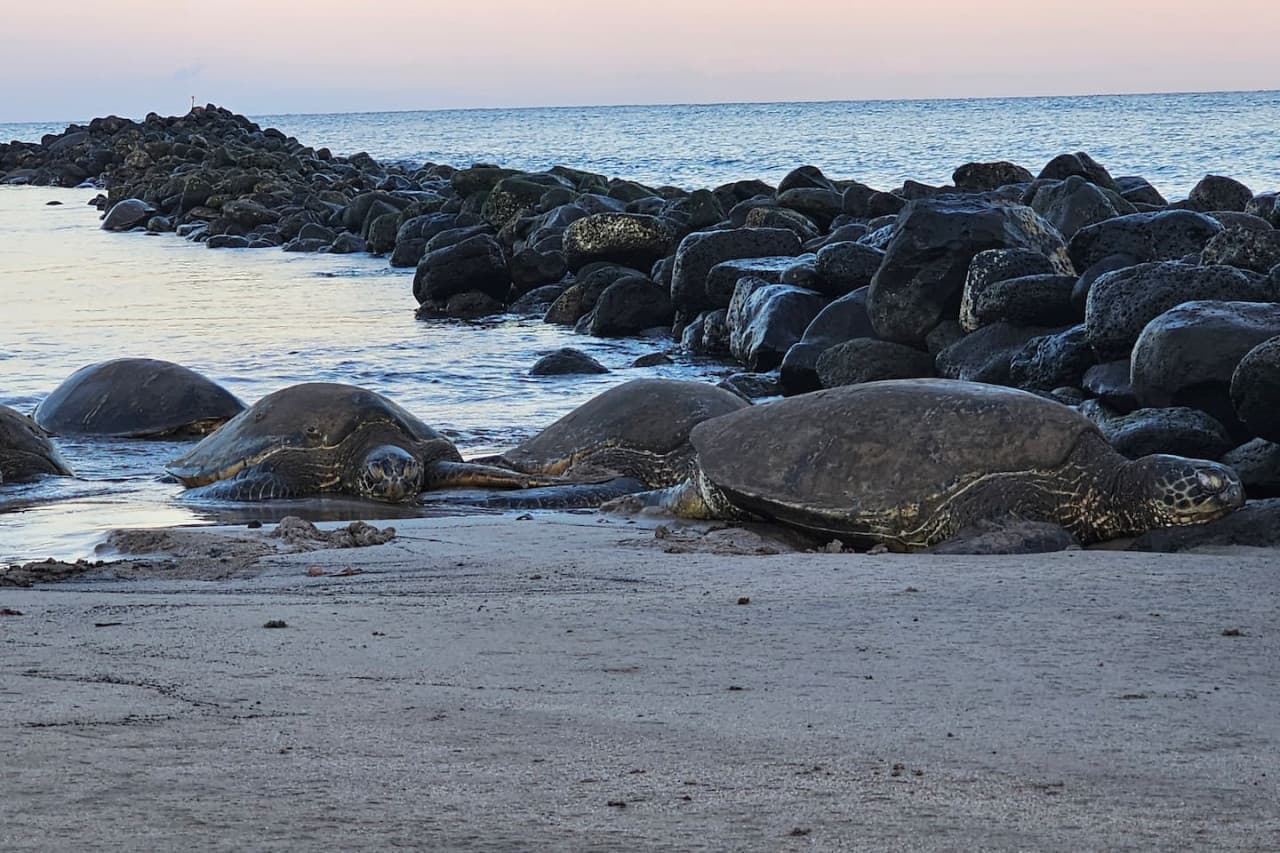 Experience Maui's famous turtle sunset ritual—pure island magic.