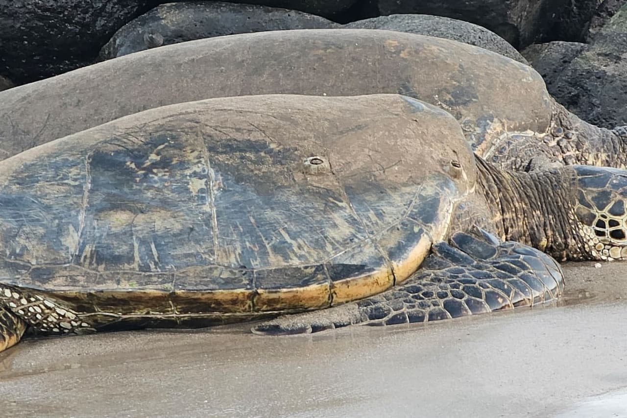 Witness the magic of sea turtles—remember to keep a respectful distance.