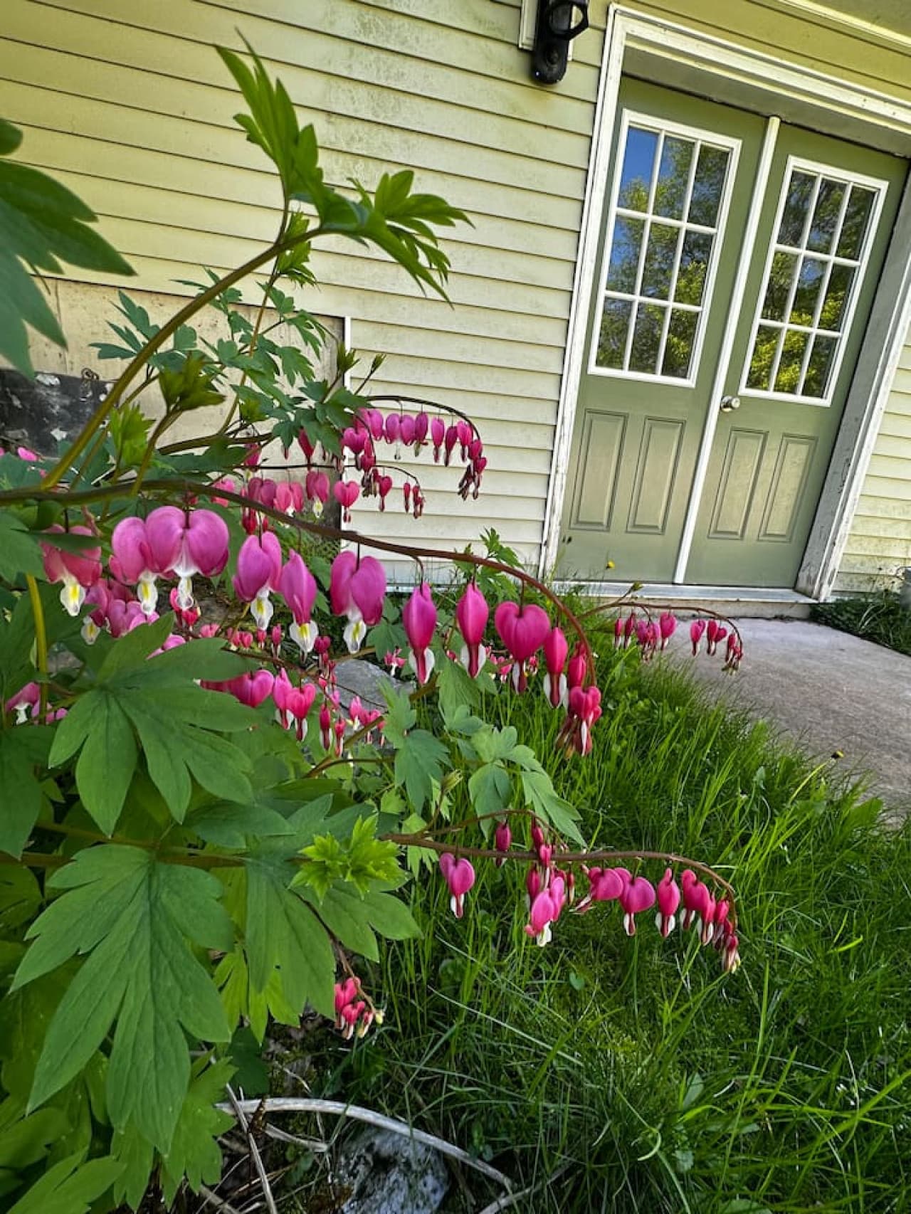 Blooms, breeze, and quiet moments.