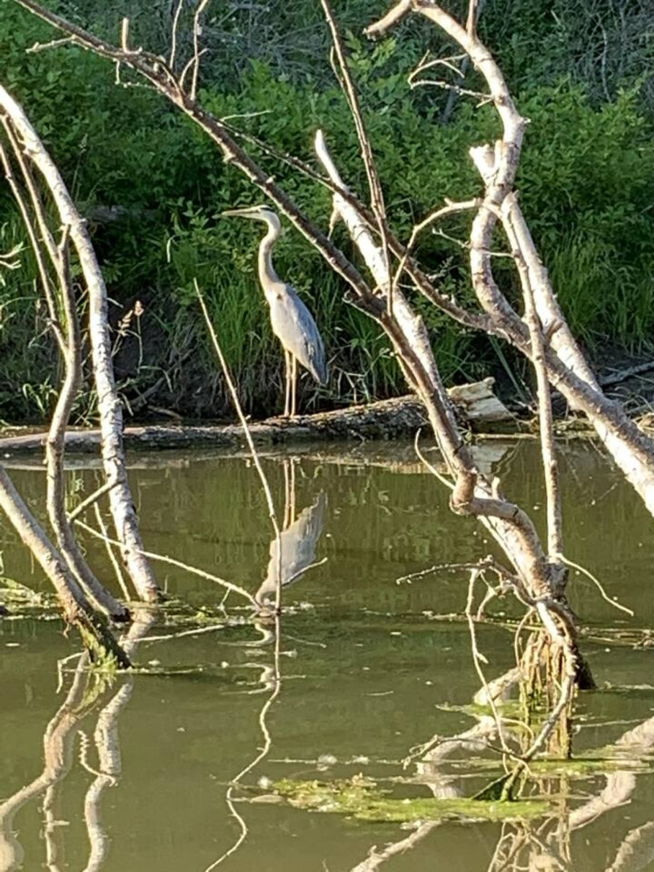 Discover the beauty of birdwatching in the peaceful surroundings of Bristol, where every trail offers a new feathered friend to spot and admire.