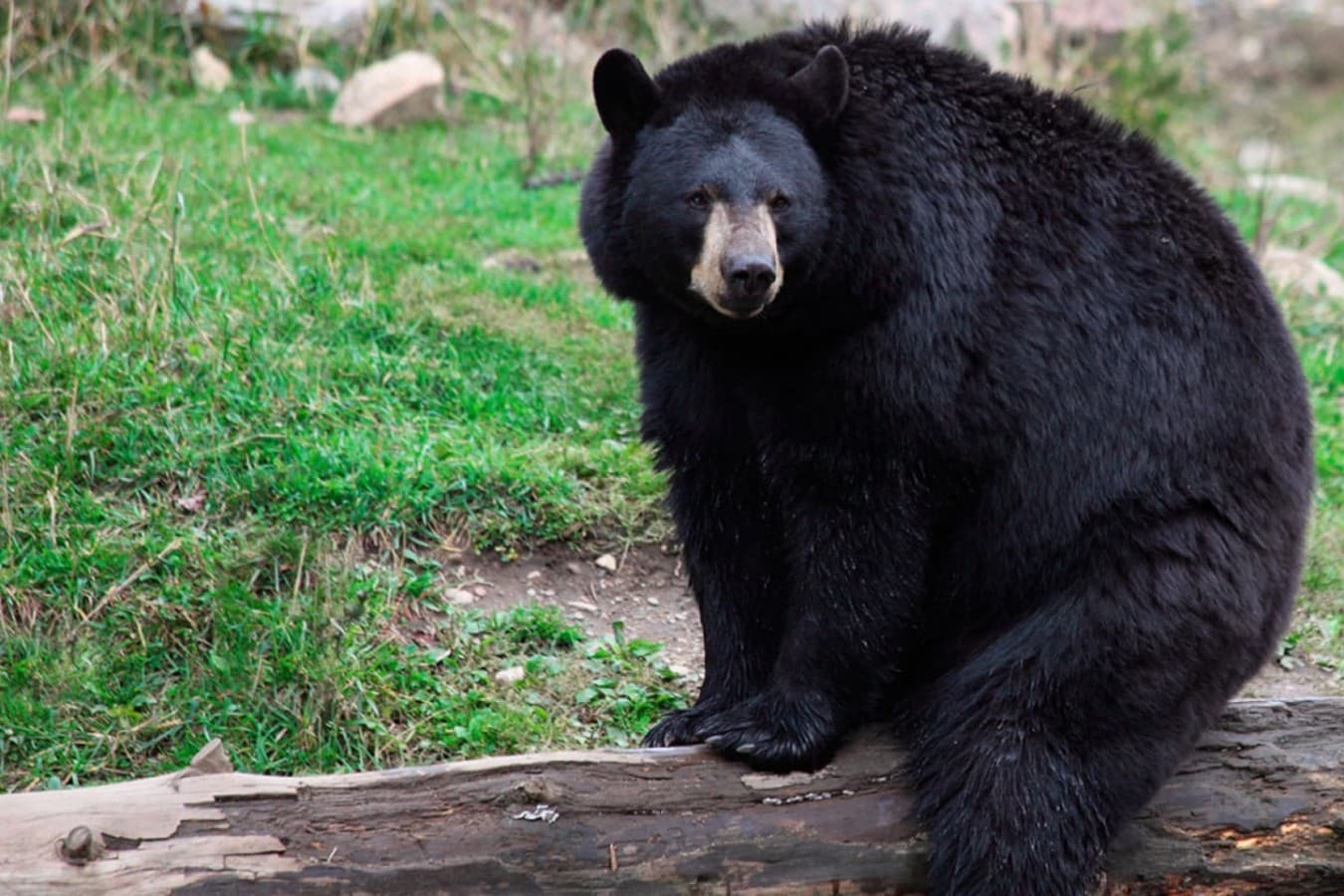 A Wild Neighbor – Black bears roam the Smoky Mountains, and you might spot one from the comfort of the cabin. Remember to keep your distance and respect their space!
