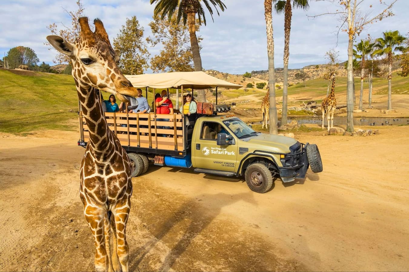 Whether you're seeking adventure or education, the San Diego Zoo Safari Park provides an unforgettable experience just minutes from your doorstep. 20 minutes drive away.