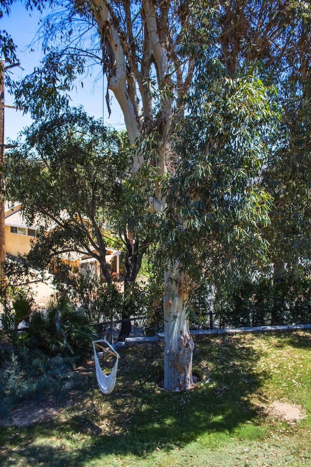 Relaxing backyard retreat with a hammock under a large tree, offering a peaceful spot to unwind and enjoy the natural surroundings.