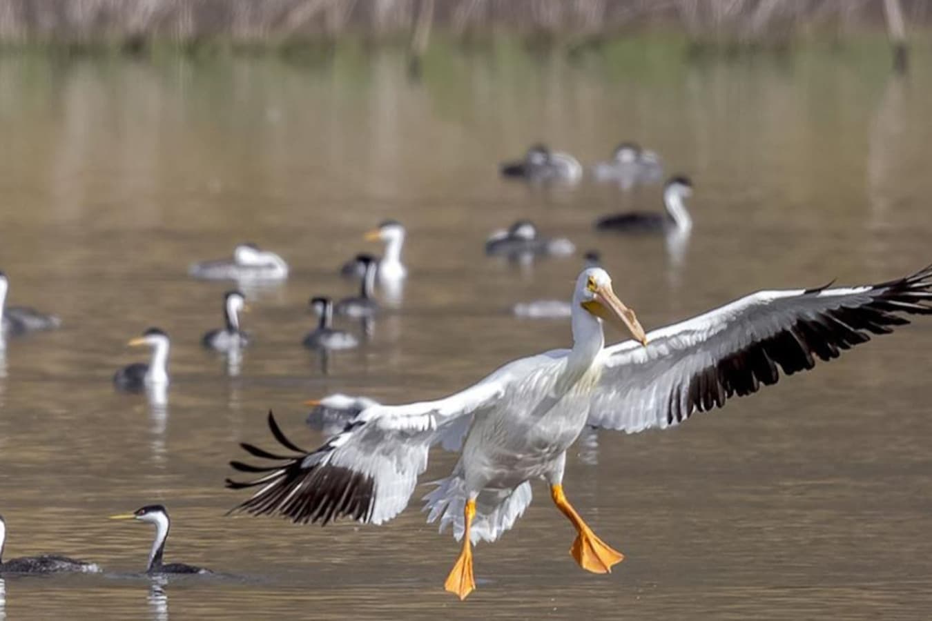 Lake Hodges is a birdwatcher's paradise, with diverse species and tranquil surroundings. Enjoy spotting native and migratory birds along the scenic trails just steps from your door.