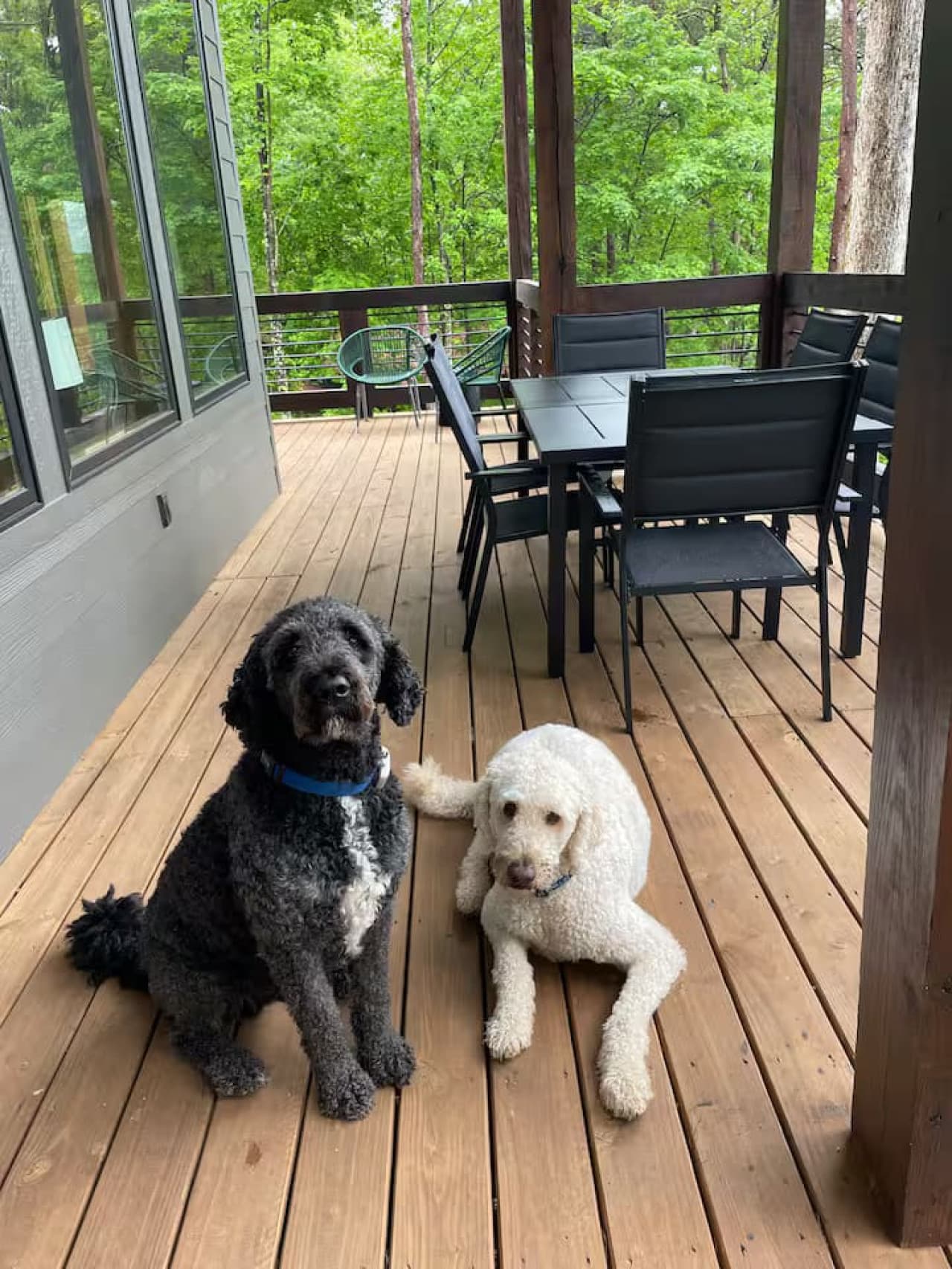 Pawsitively the best place for your pup to vacation!
