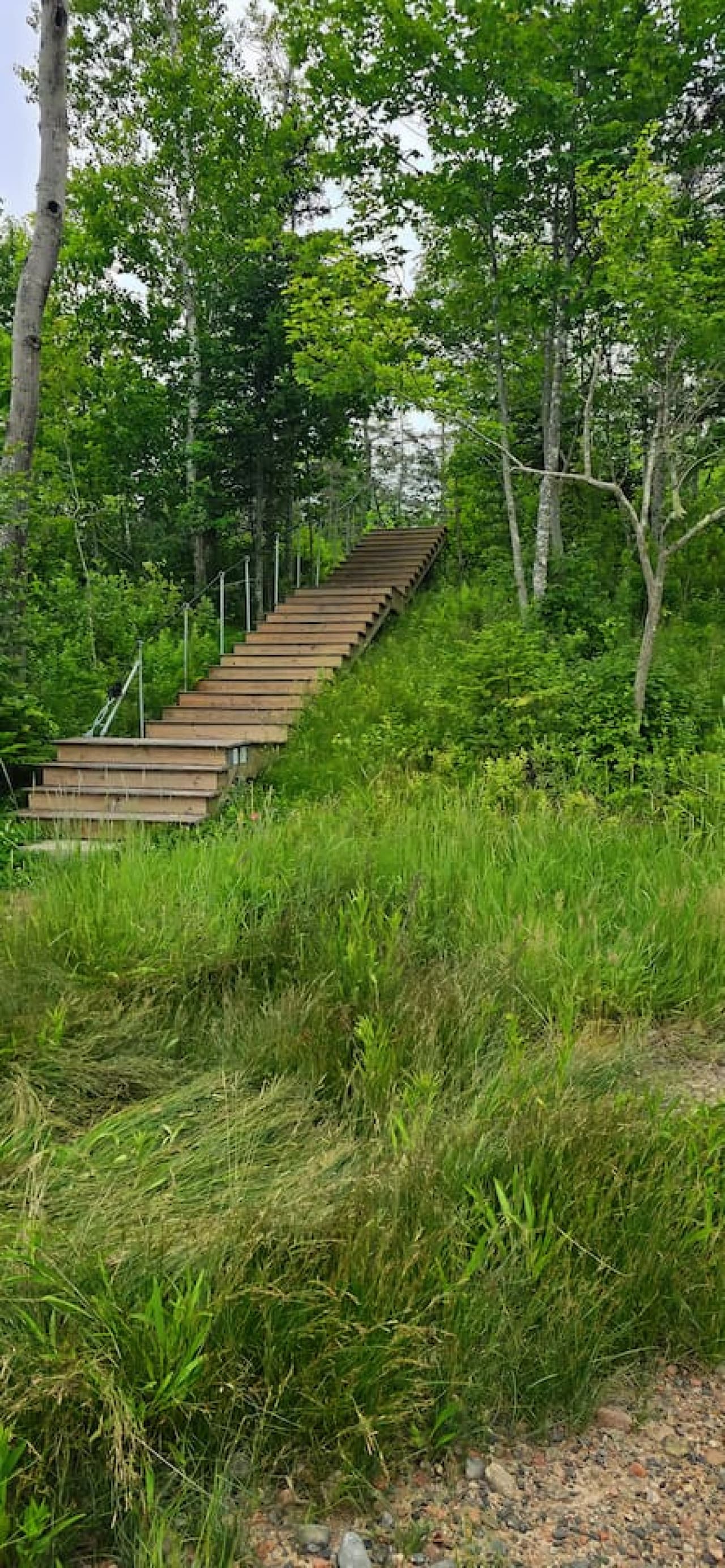 A wooden staircase rises through lush greenery, leading up into the look out point. An inviting path that feels like the start of a peaceful nature escape.