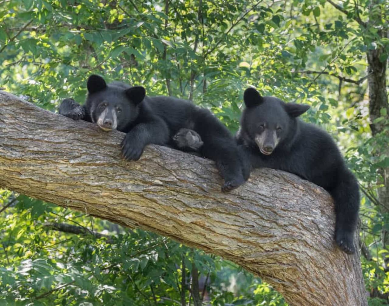 Bears live here too, but don’t worry—they’re more into the outdoors than hanging out with guests. Just stay bear-aware!